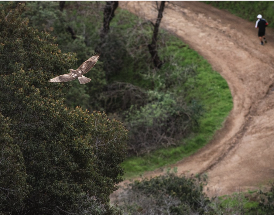 Wilacre Park in Studio City: Parking, Hours, Trails, and History