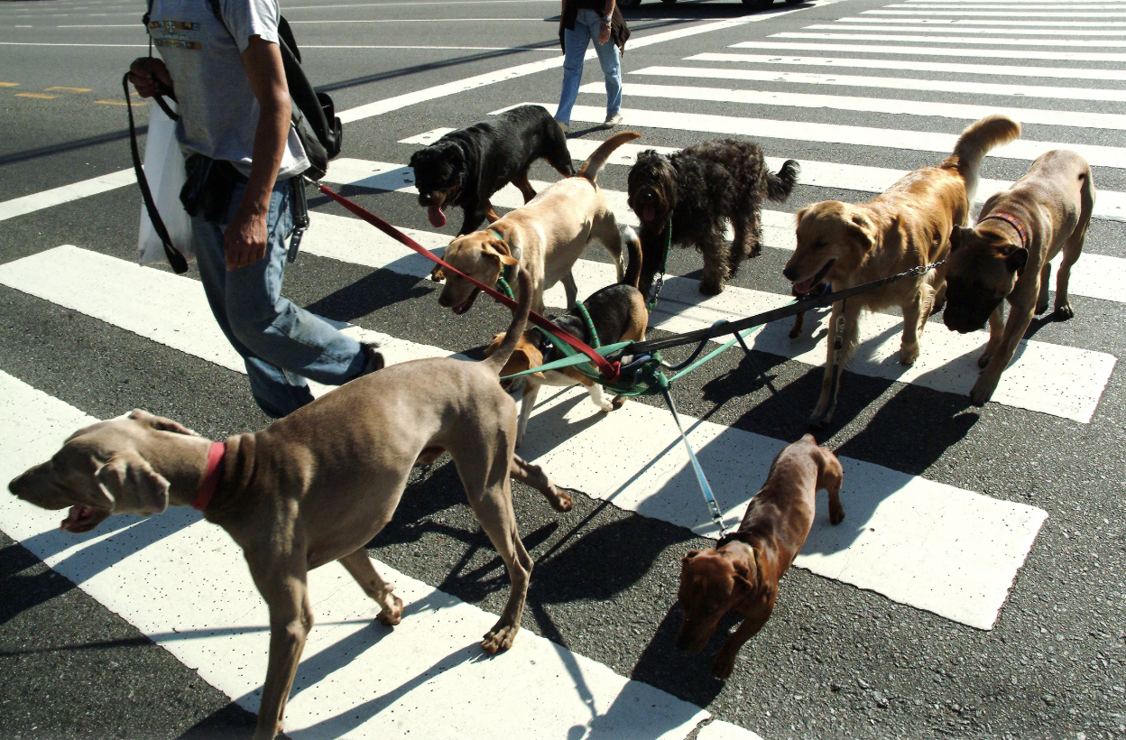 Dog-Friendly Restaurants in Studio City: A Local's Guide to the Best Patios