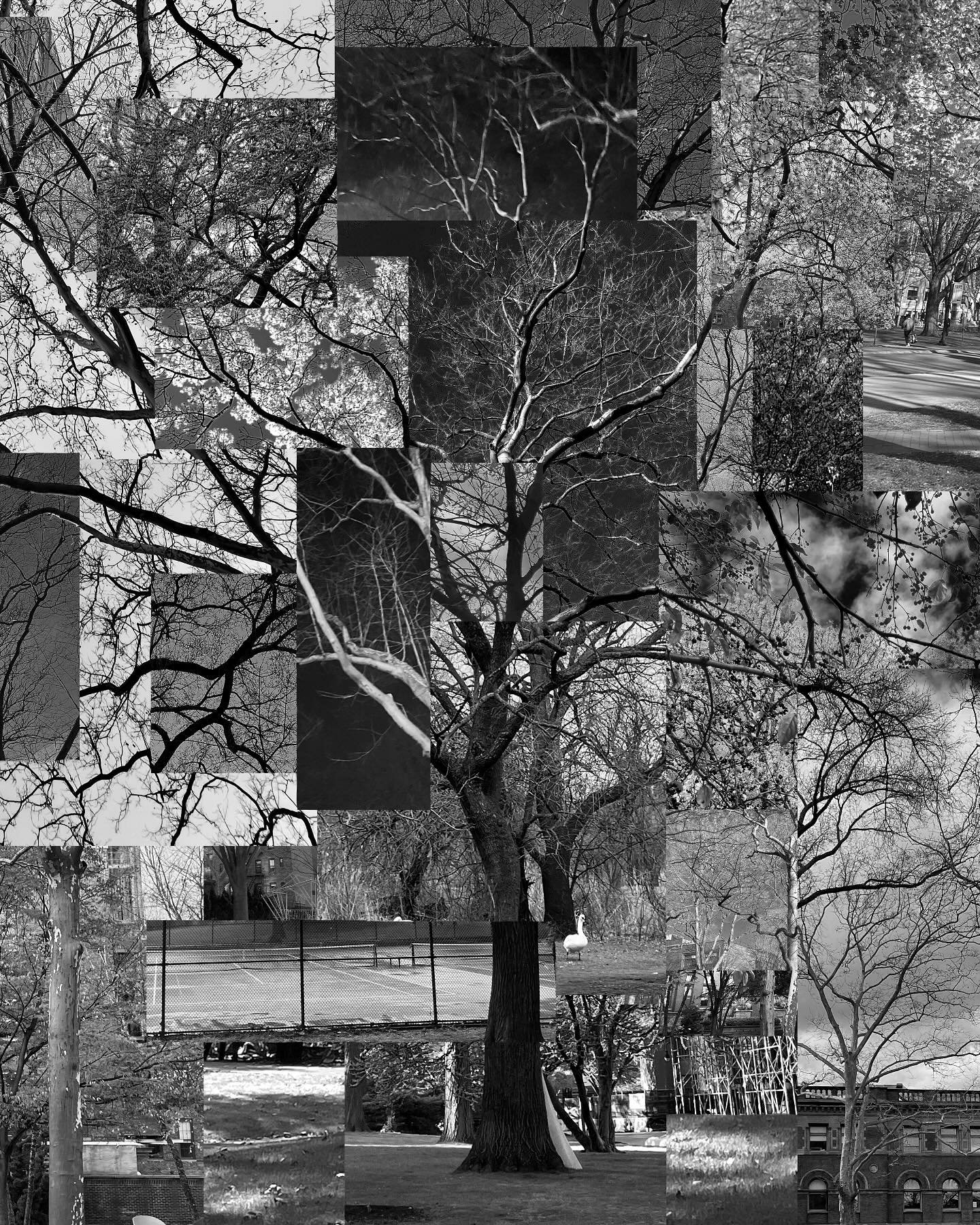 a collage i made from photos i&rsquo;ve taken of all different trees around my campus