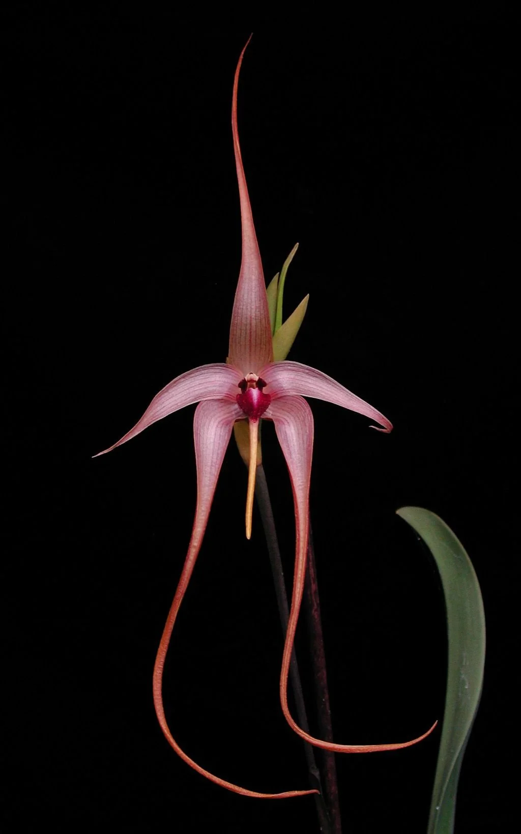 A pink and red orchid flower with long, curling petals and a dark background.