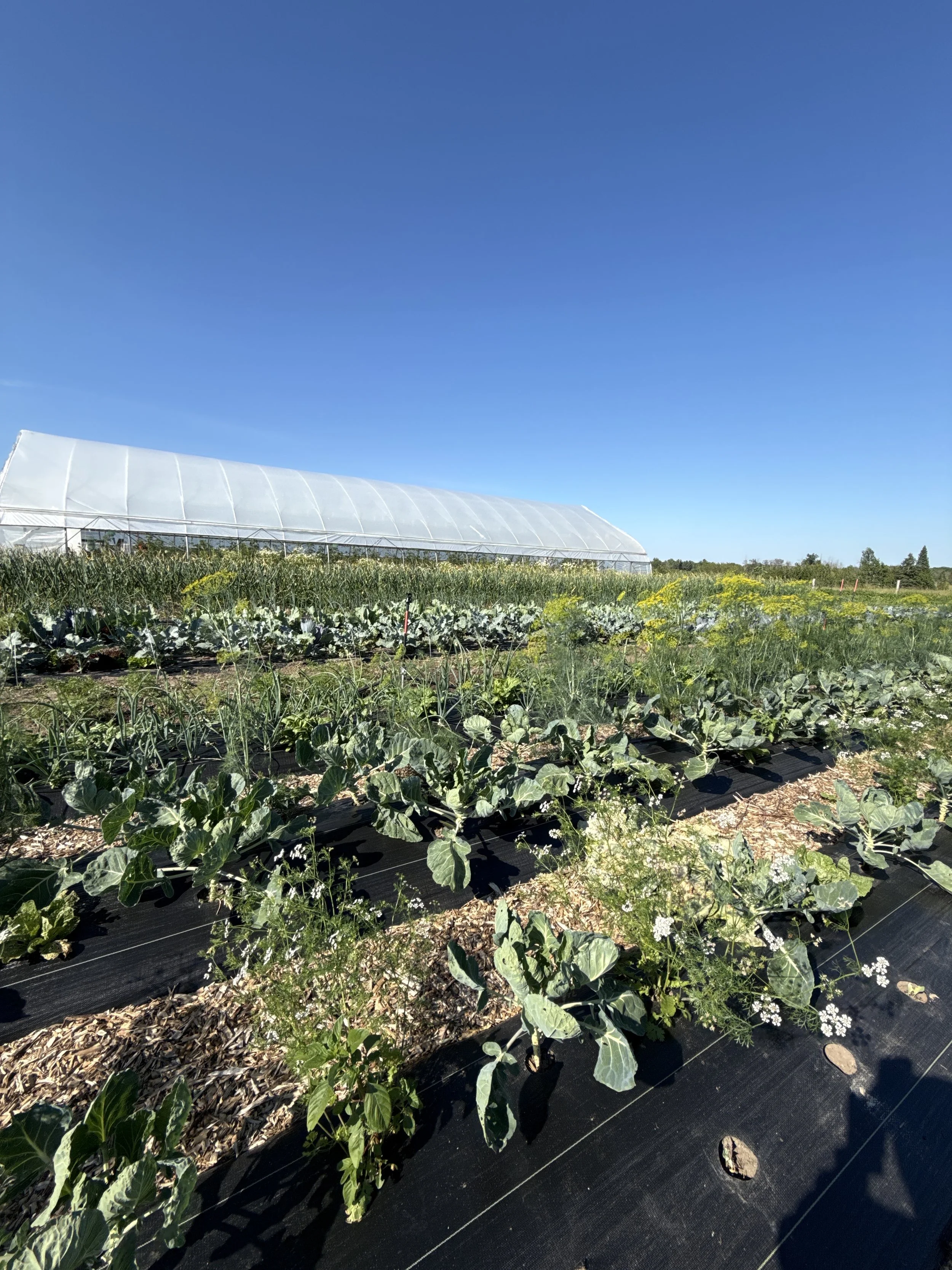 Rows of crops with a hoop house in the background and a clear blue sky