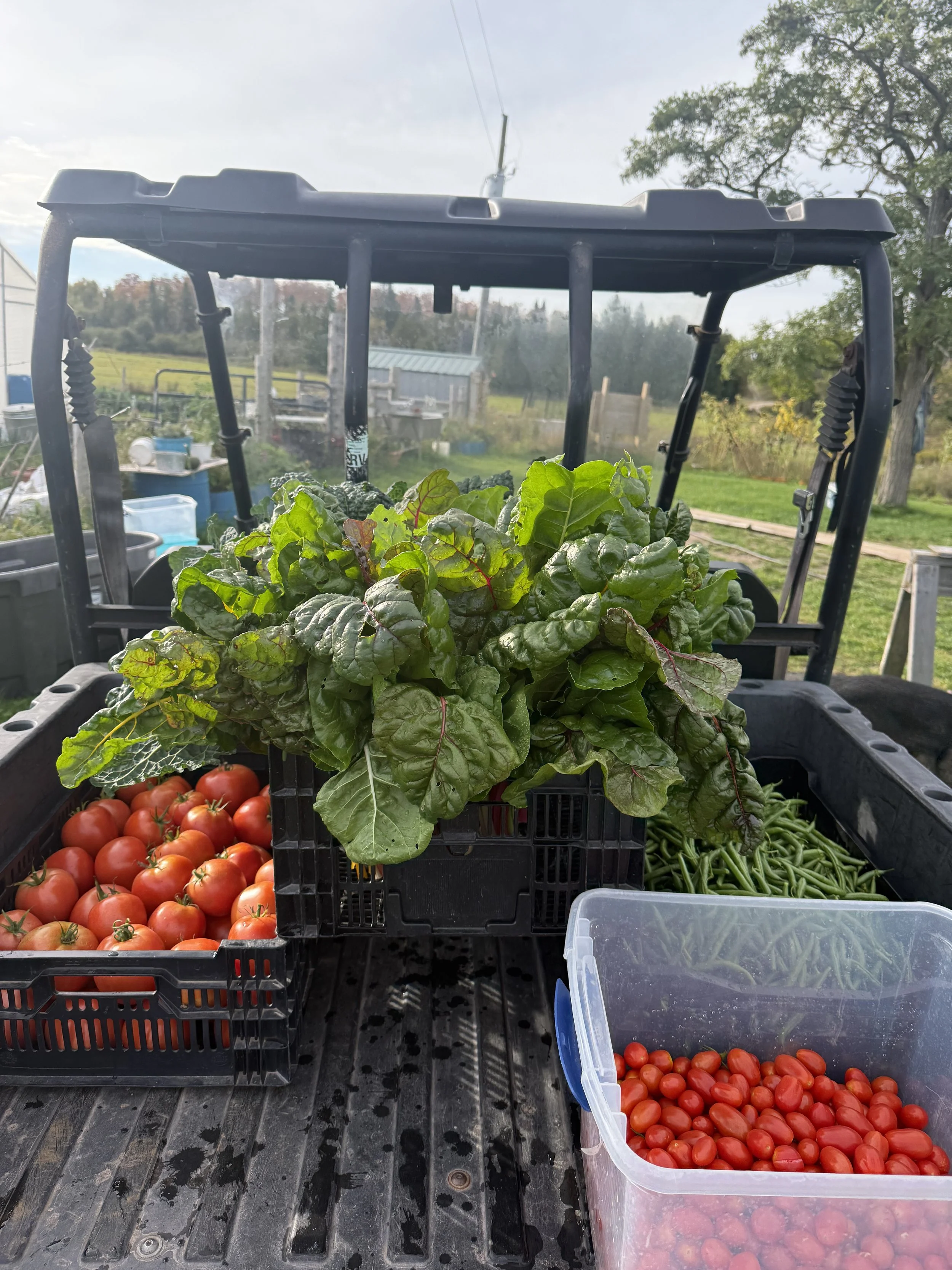 Freshly harvested swiss chard and tomatoes in crates