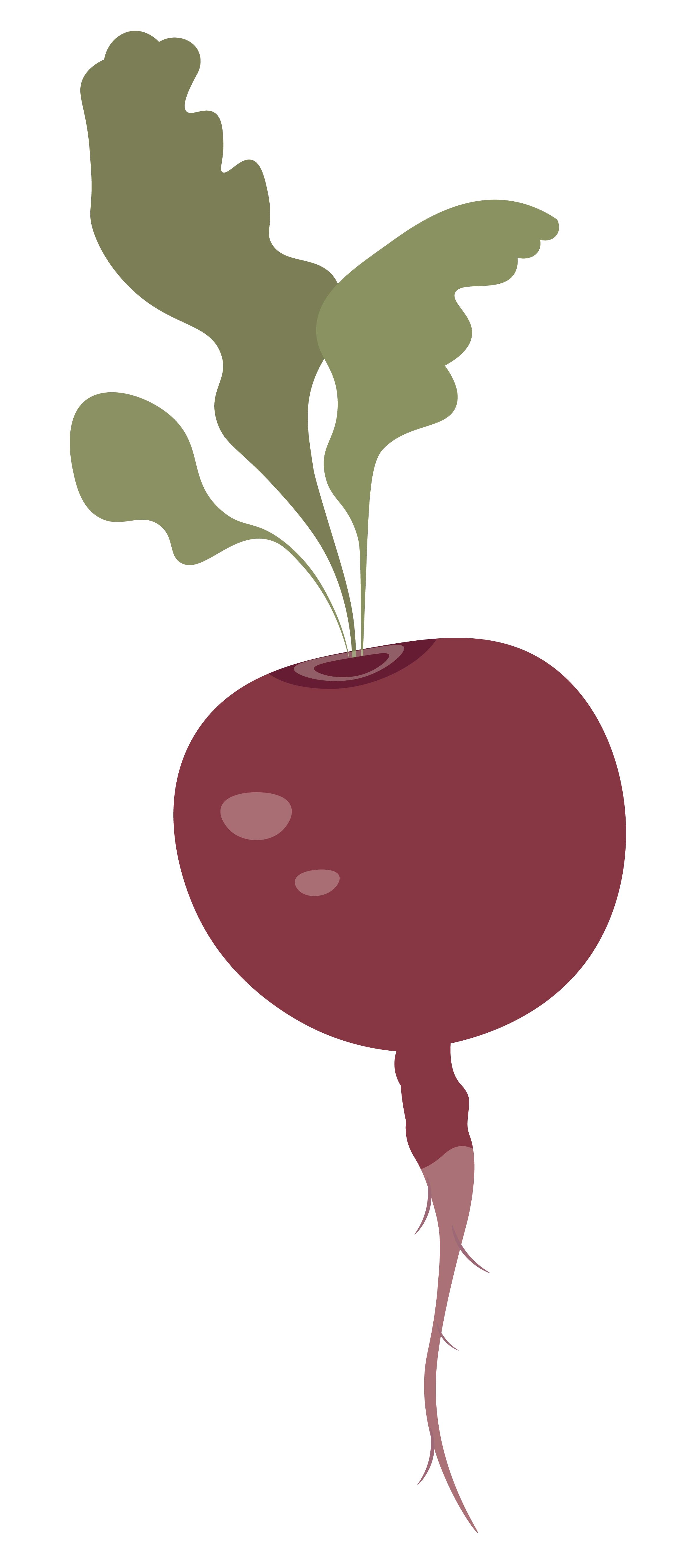 An illustration of a red beet