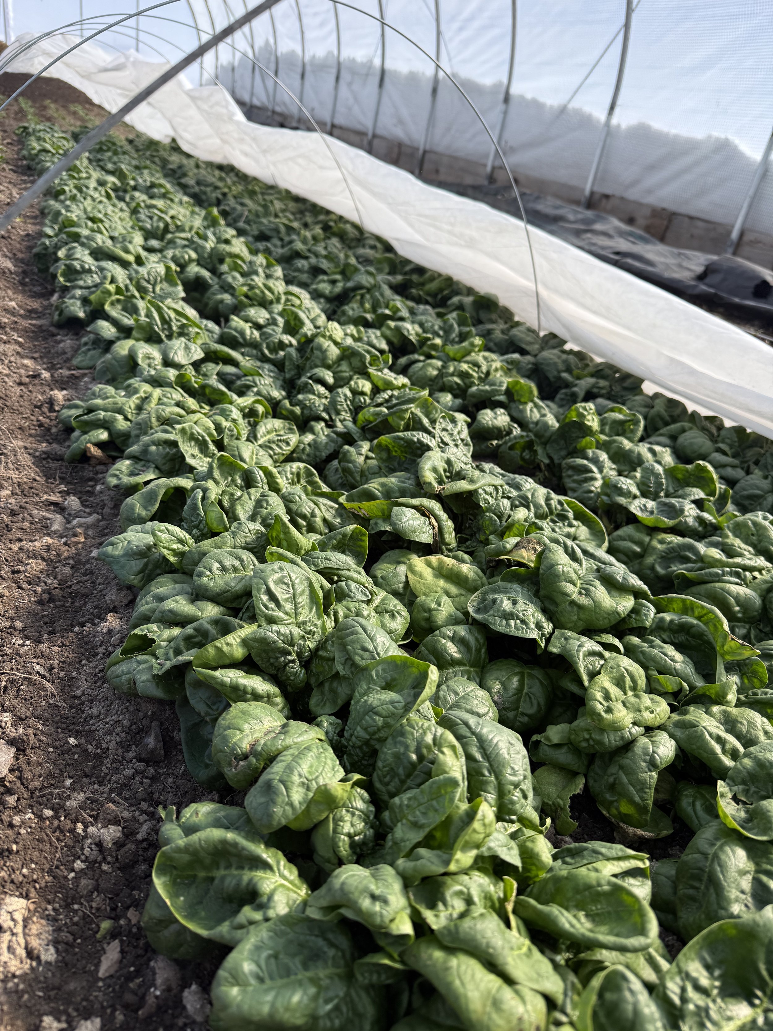 A row of spinach growing in the ground in a hoop house