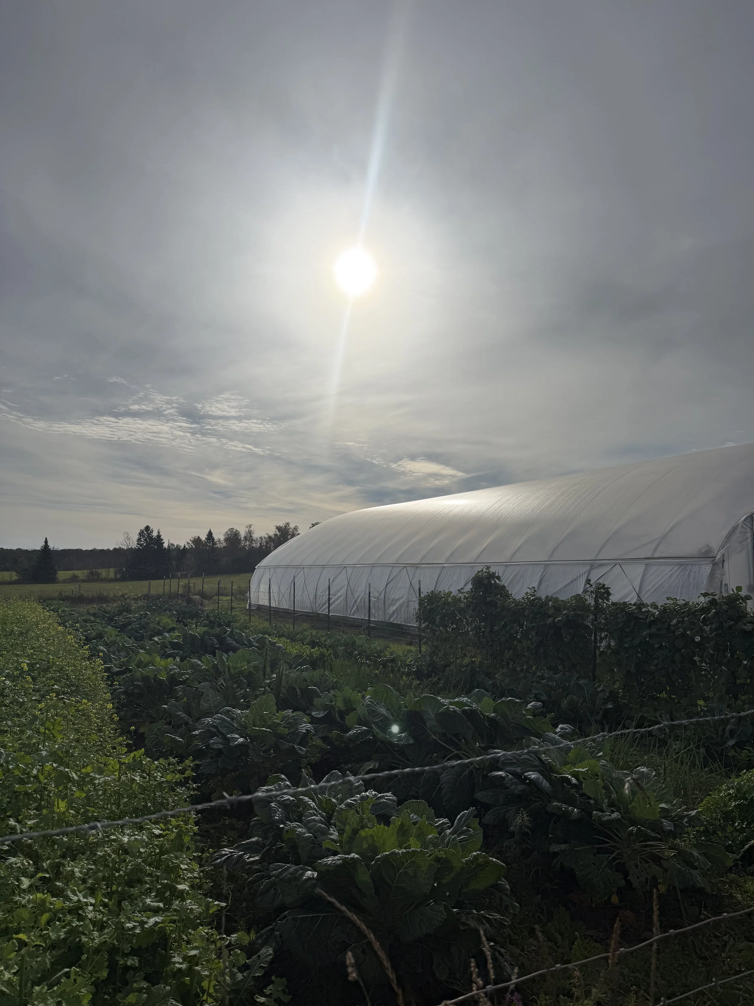 Rows of crops next to a hoop house in Michigan's upper peninsula