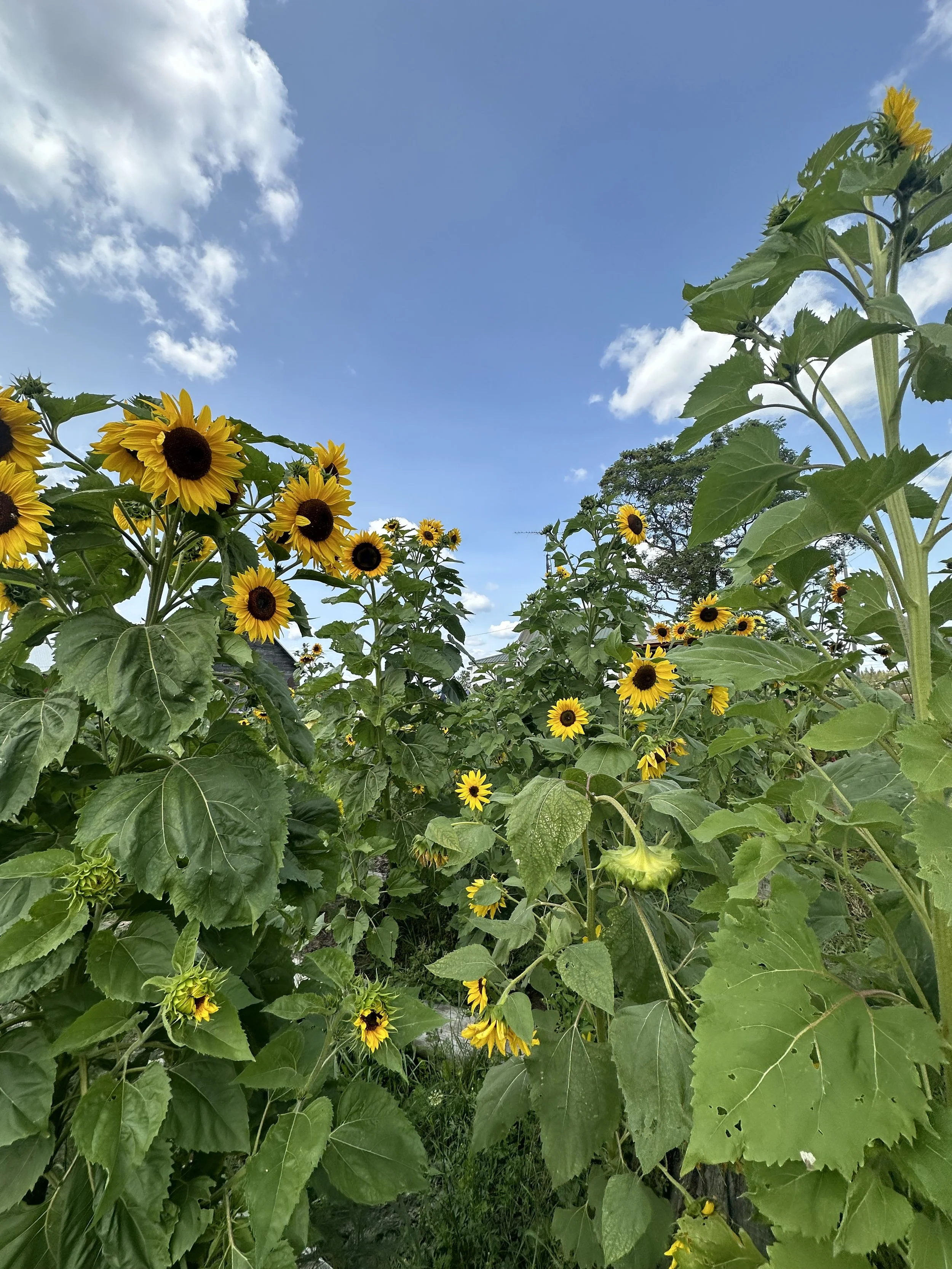 Tall yellow sunflowers growing in a field at Demers Farm