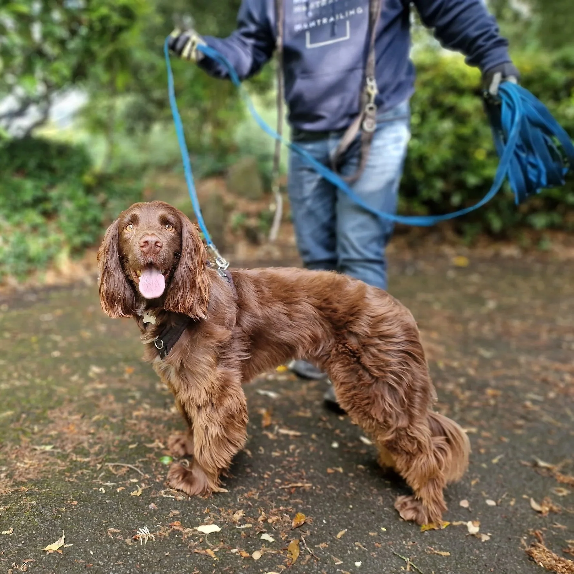 A brown Labrador Retriever dog with long ears and a pink tongue, lying on a dirt and leaf-covered path outdoors. A person wearing a navy jacket, jeans, and gloves is holding the dog's blue leash, and there is green foliage in the background.
