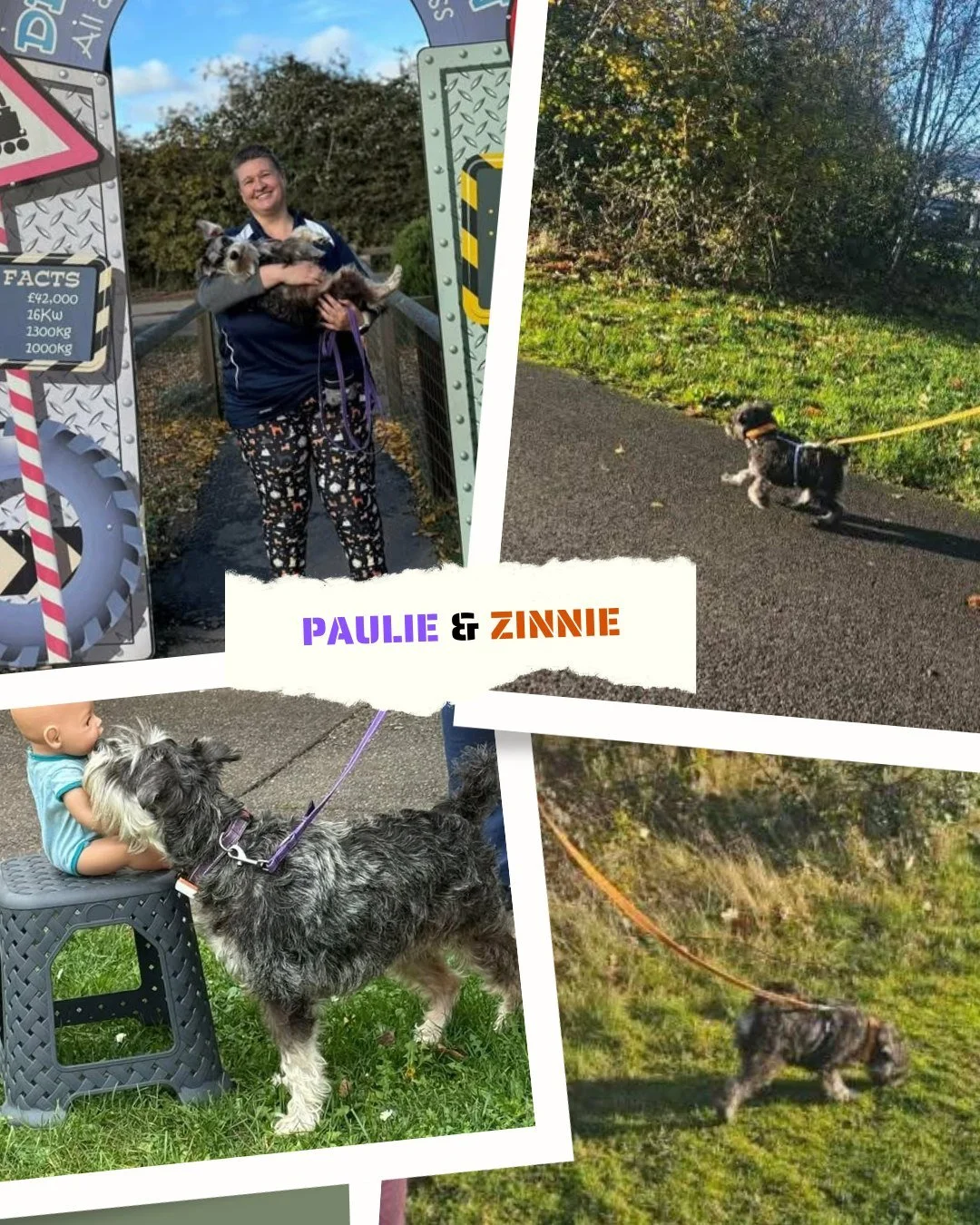 Paulie and Zinnie are two mini schnozzies who are living their best life... 🐾

Whether they are out on a trail with their Purple and Orange Lightweight Lines or focusing on a find with their Multiway Training Leads, they need gear that doesn't weigh