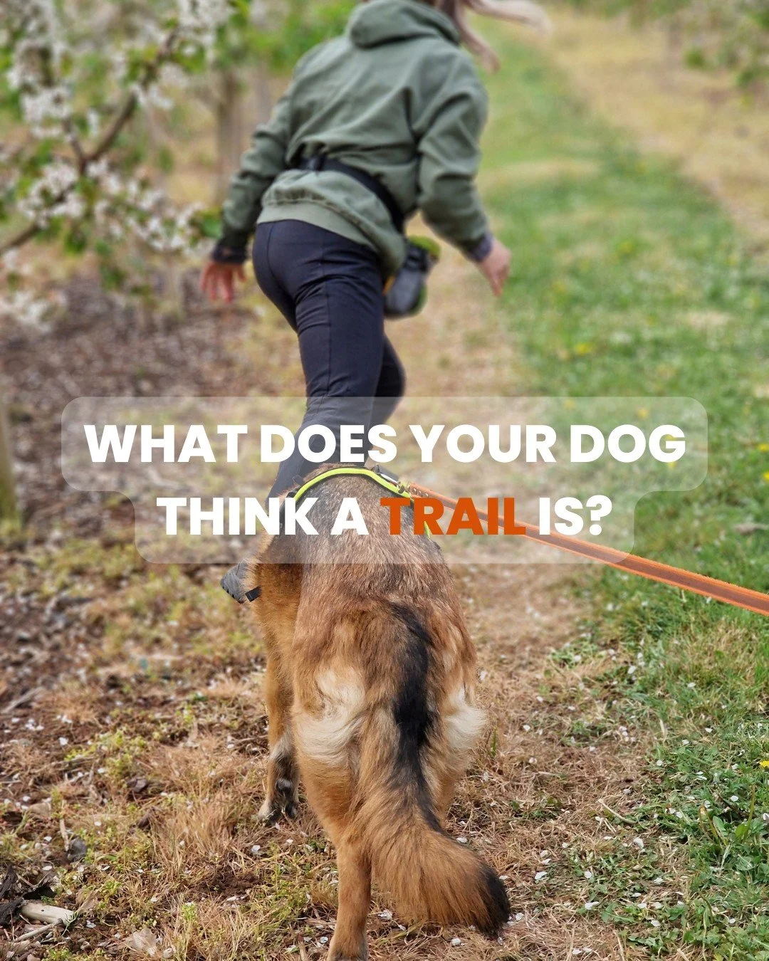 I've been reading a couple of recent studies that have made me think more about a question I've been playing with for a while: 

What does a dog actually think a trail is?

A recent study by Vera Volmary looked at initial trail selection in 70 mantra