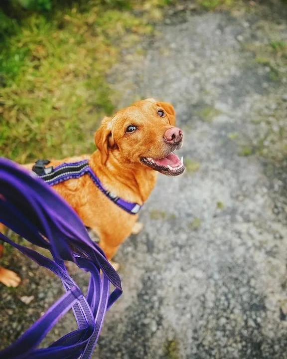 A smiling brown dog with a purple harness standing on a gravel path, with green grass nearby.