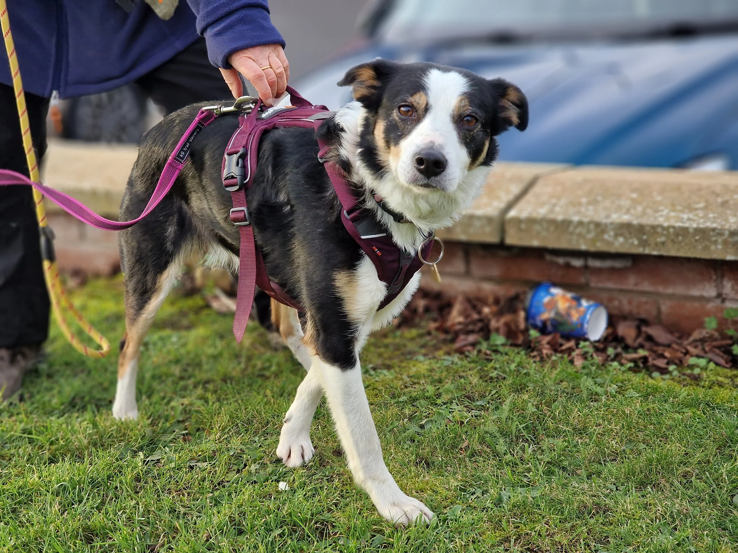 A black and white dog with brown patches wearing a maroon harness and 10m long line, walking on grass near a stone bench, with a person wearing a blue jacket holding the leash. 