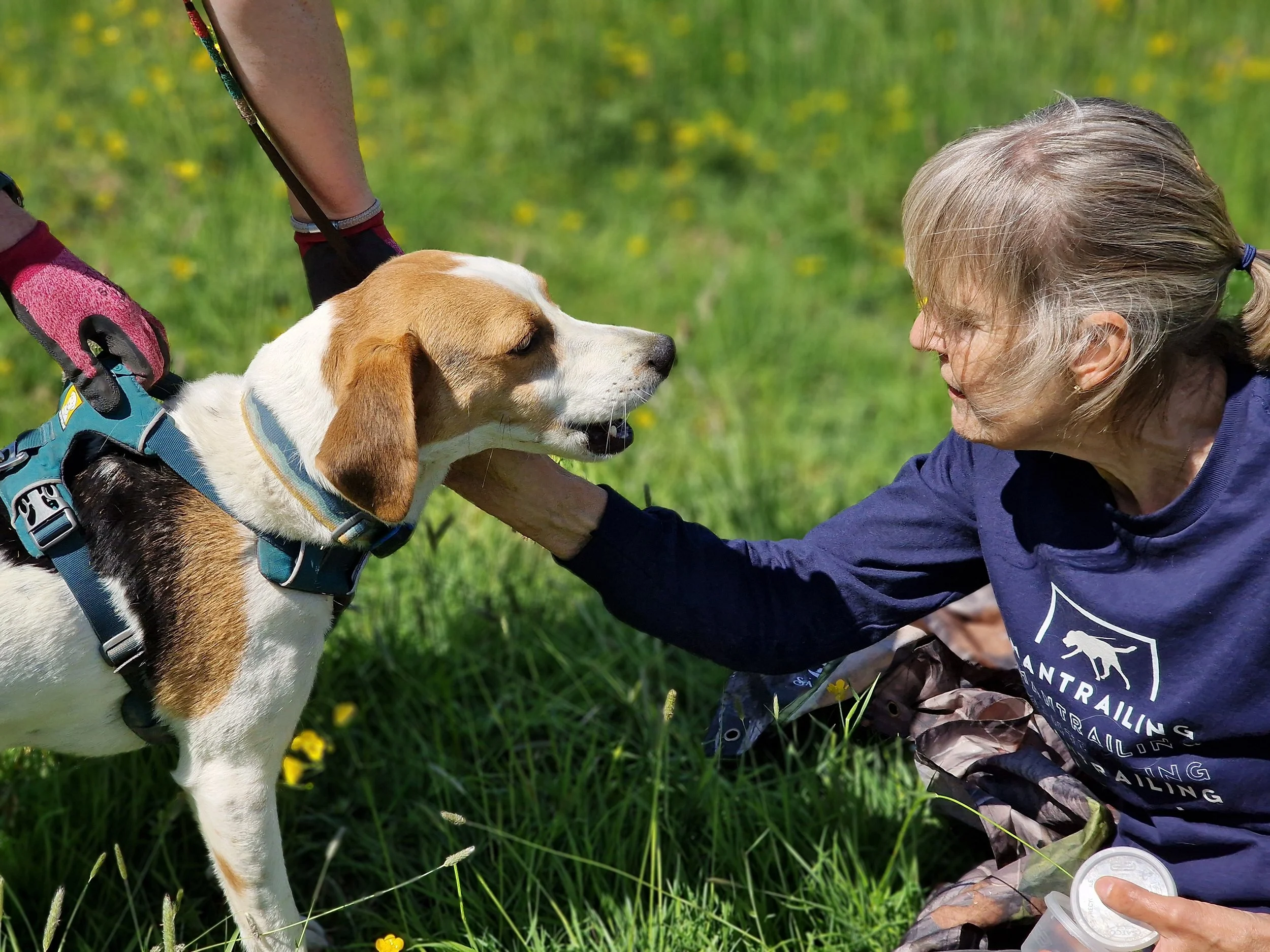 An woman with sitting on green grass with yellow flowers, facing a beagle dog wearing a harness, with their foreheads touching gently. The woman is wearing a blue shirt with white text and a graphic, and camouflage pants. The scene is outdoors on a sunny day.