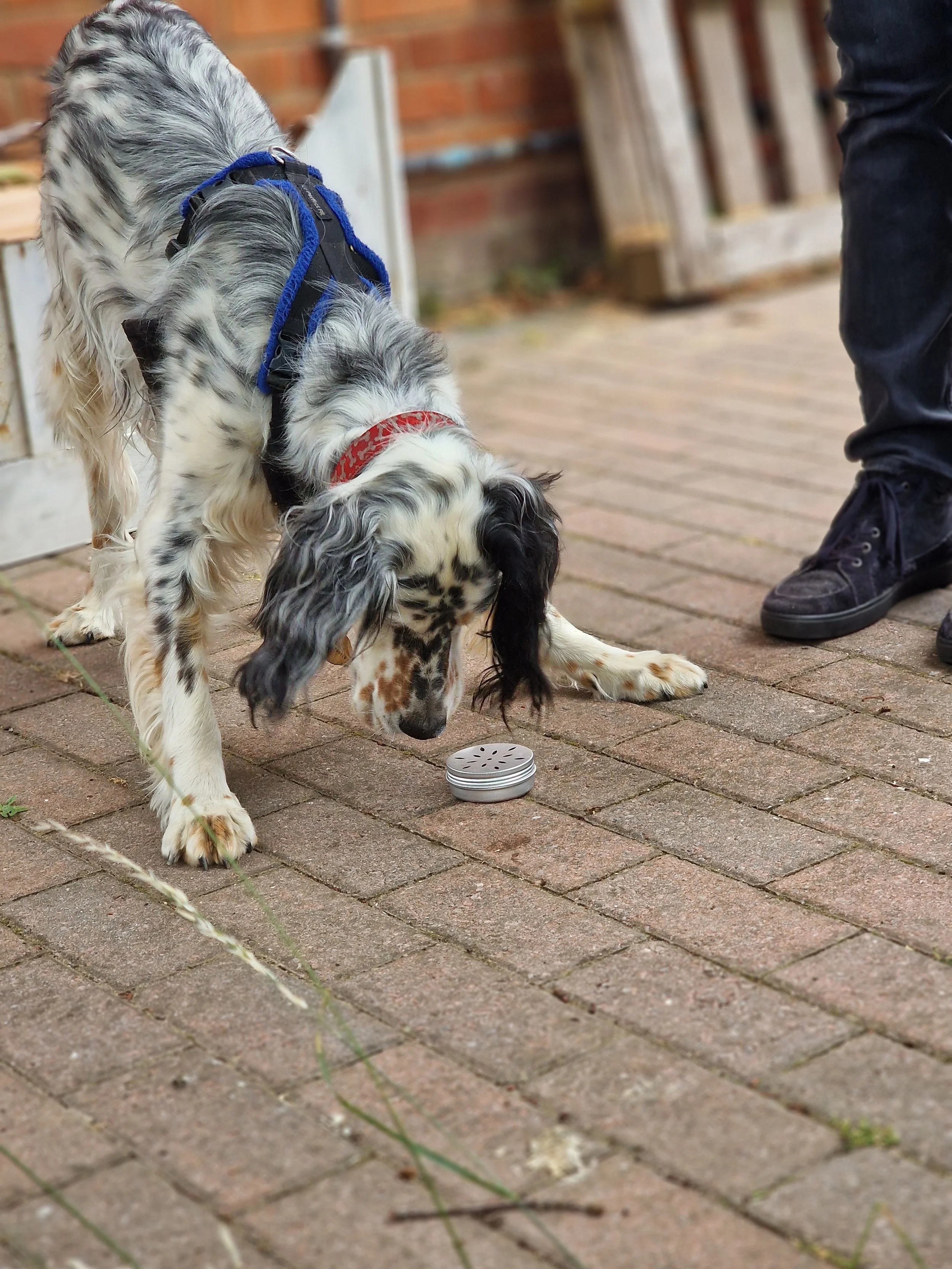 A black and white English Setter dog wearing a blue harness, sniffing at a small round metal object on a brick patio, with a person standing nearby.