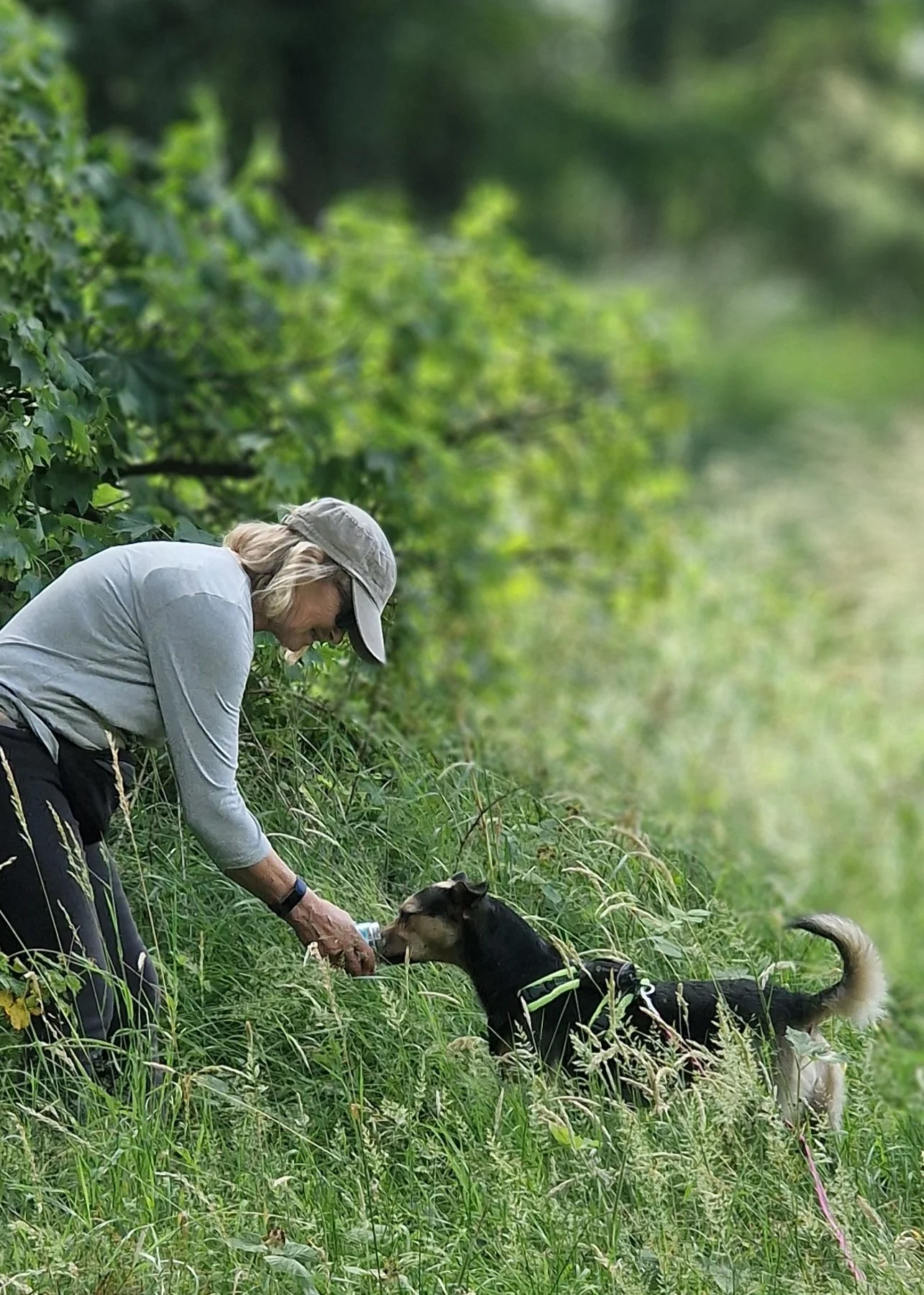 A person with long blonde hair, wearing a light gray hat, long sleeve shirt, and sunglasses, feeding a black and tan dog in a grassy outdoor area with green trees and foliage.