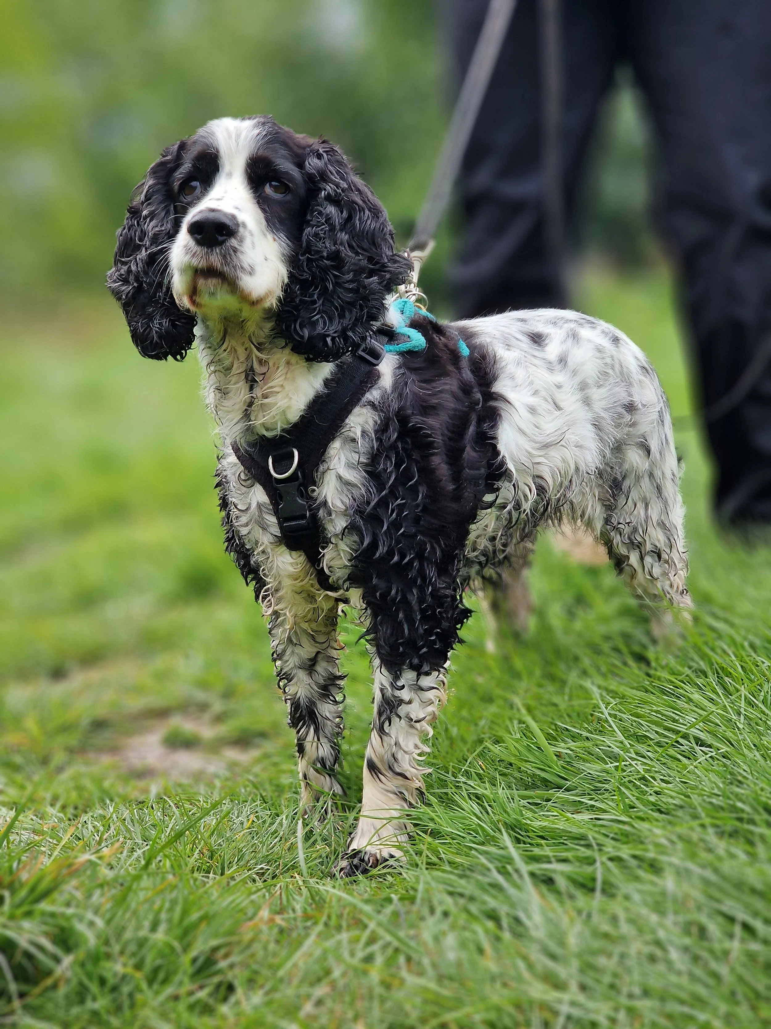 A black and white English Springer Spaniel dog on a grassy field, looking attentively with floppy ears, wearing a harness and leash, with a person in dark pants partially visible in the background.