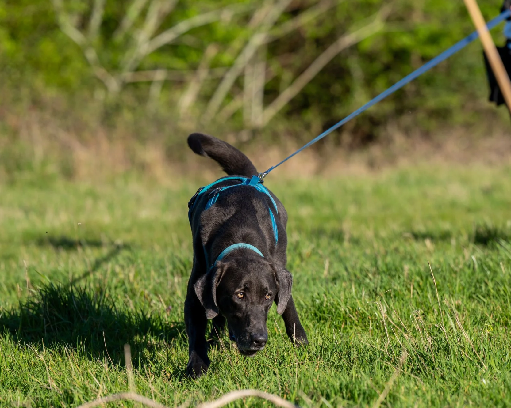 A tracking dog with a blue harness and leash following a trail in grassy field with trees in the background.