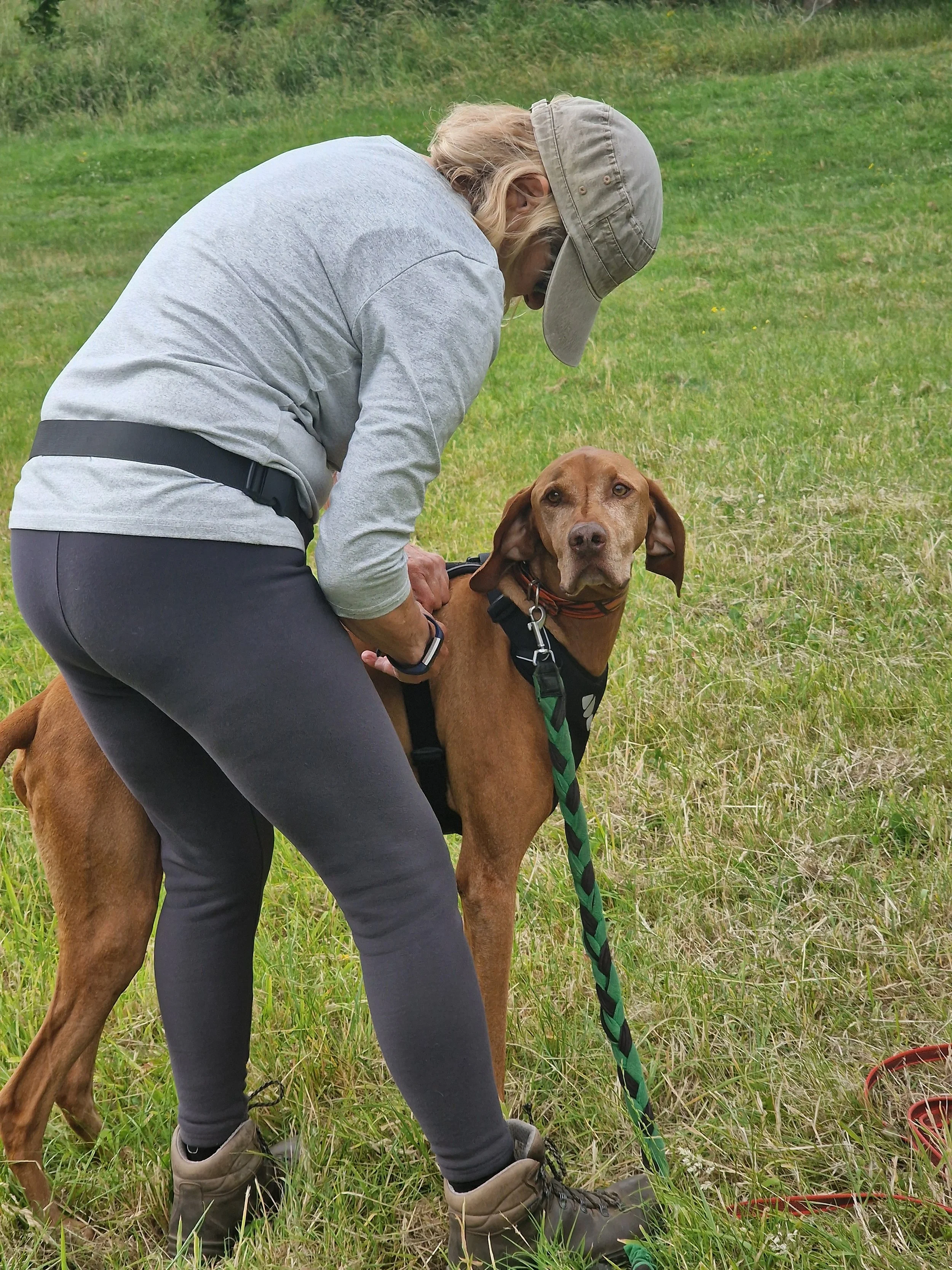 A person wearing a gray long-sleeve shirt, a gray cap, black pants, and hiking boots is bending down and getting her brown dog ready for Mantrailing in an open grassy field.