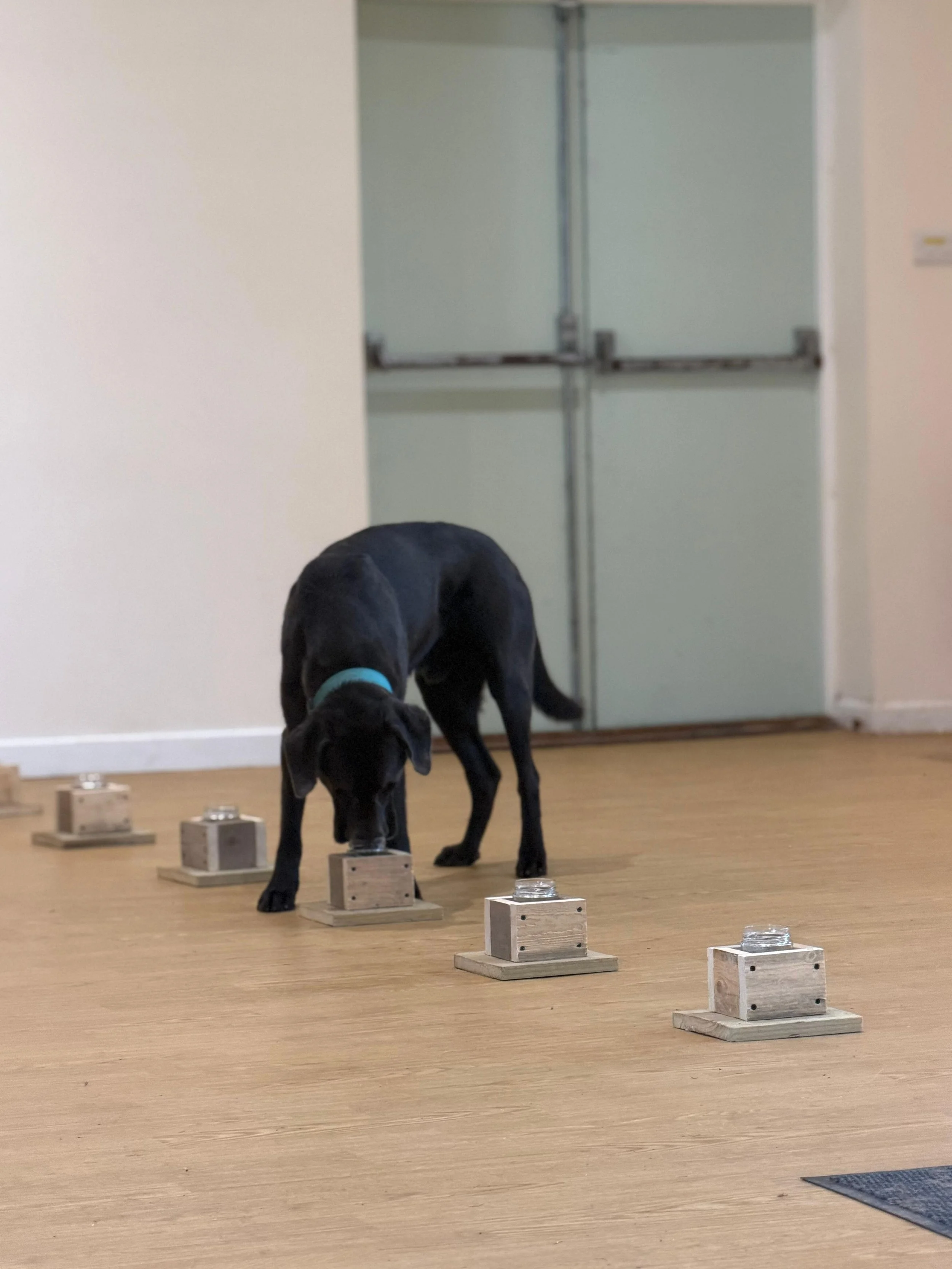 A black dog is standing on a wooden floor in front of several small wooden platforms with glass jars on top, inside a room with light-colored walls and a metal door in the background. The dog is performing a scent Line-Up.