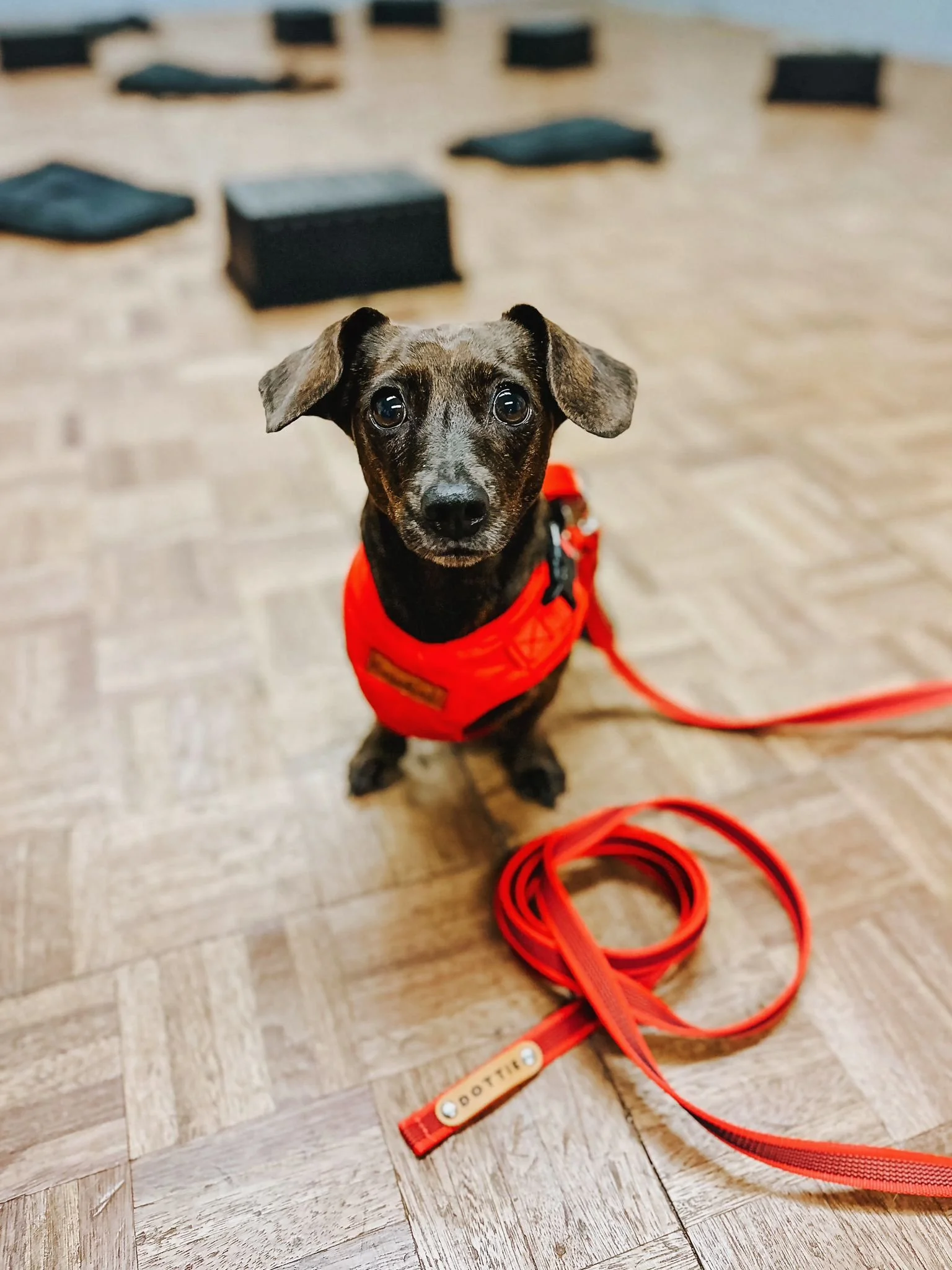 Small-dog-feaftherwight-scent-detection-line-red.jpg