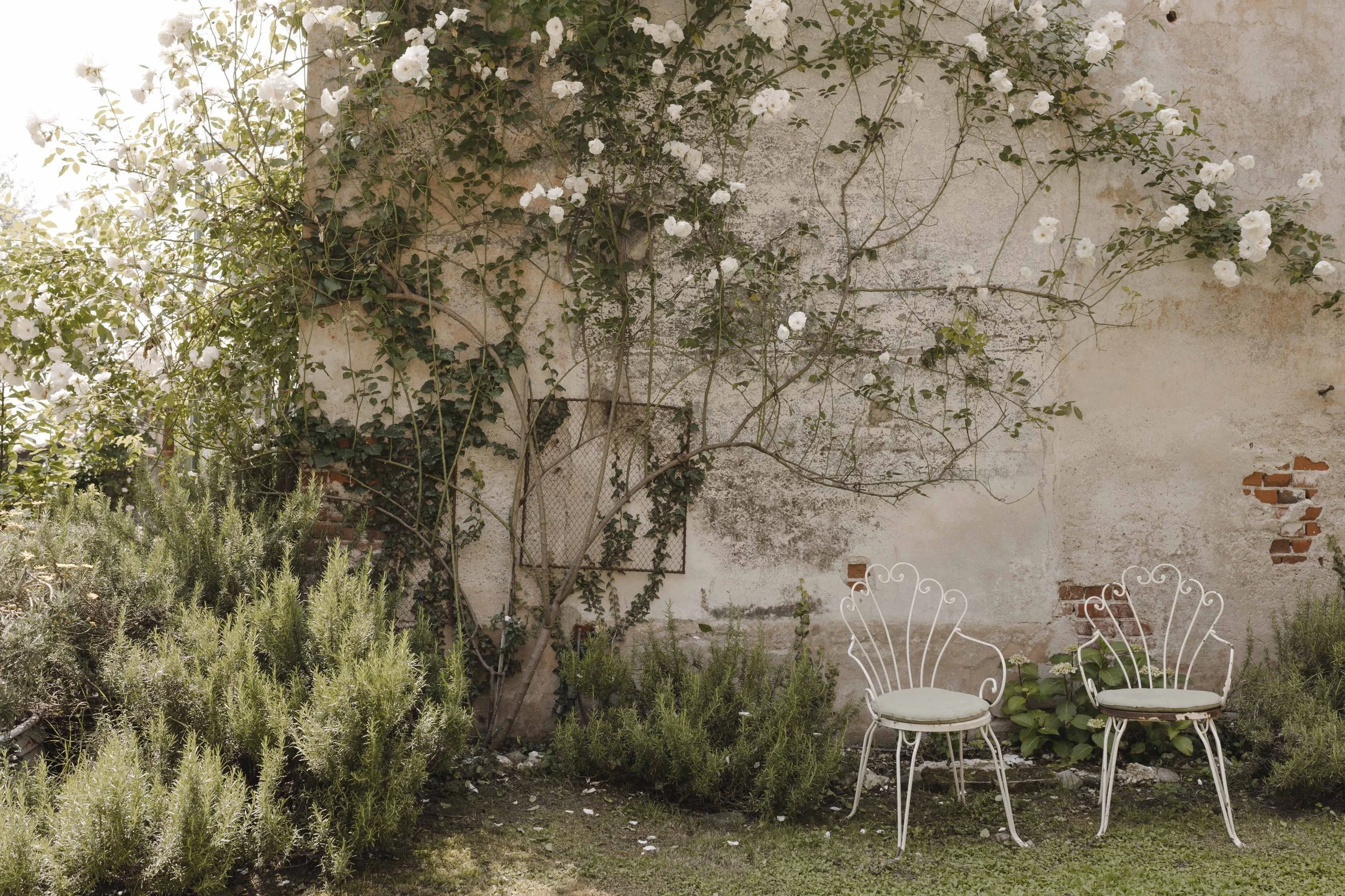 A rustic outdoor patio scene with white wrought iron chairs, green plants, and white flowering vines climbing a weathered wall.