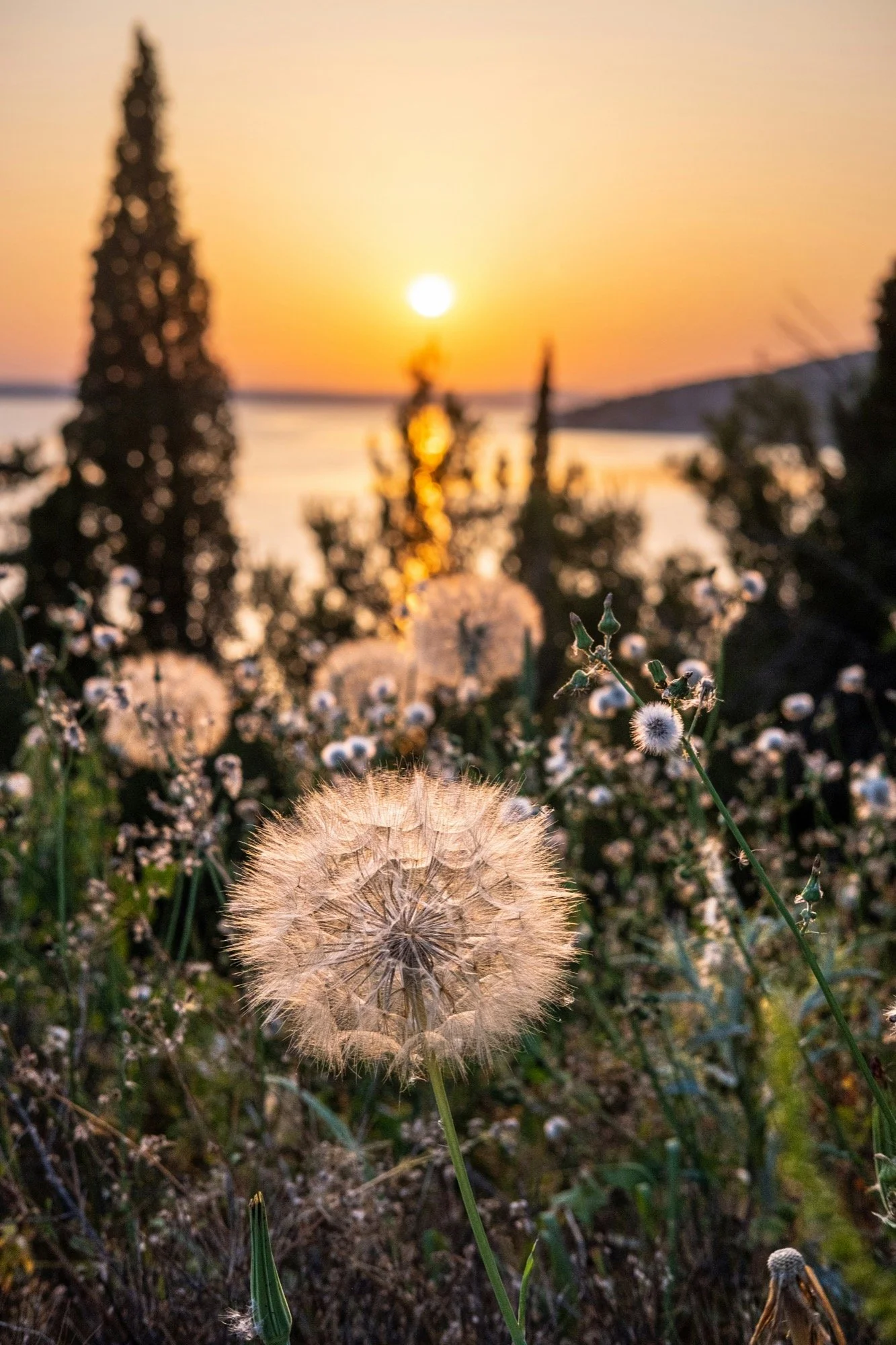 Close-up of a dandelion seed head in the foreground with a blurred sunset over a body of water and trees in the background.