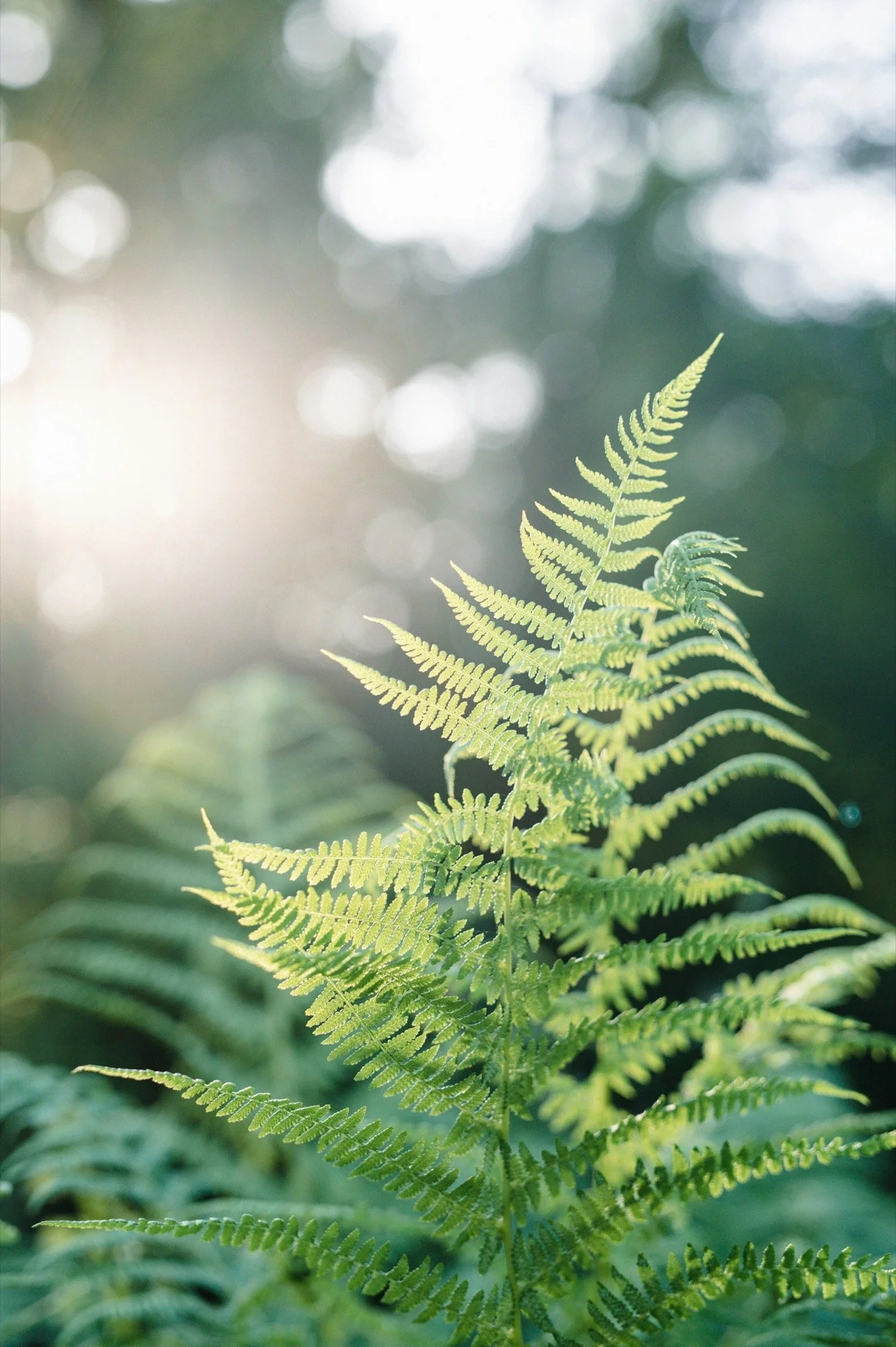 Close-up of a green fern leaf with blurred background of sunlight and other foliage.
