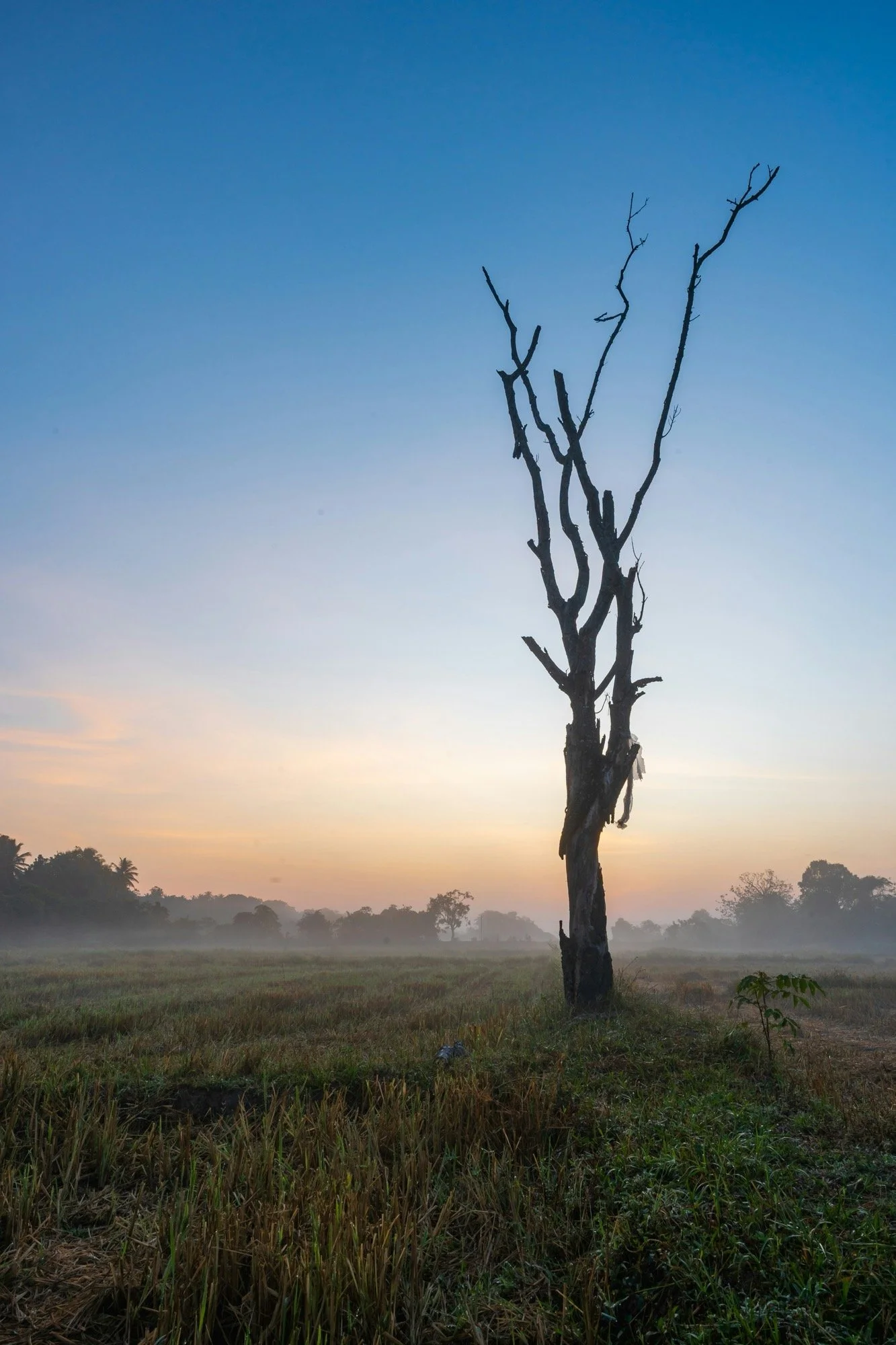 A solitary, leafless tree standing in a foggy field during sunrise, with a few trees in the distance under a clear sky.