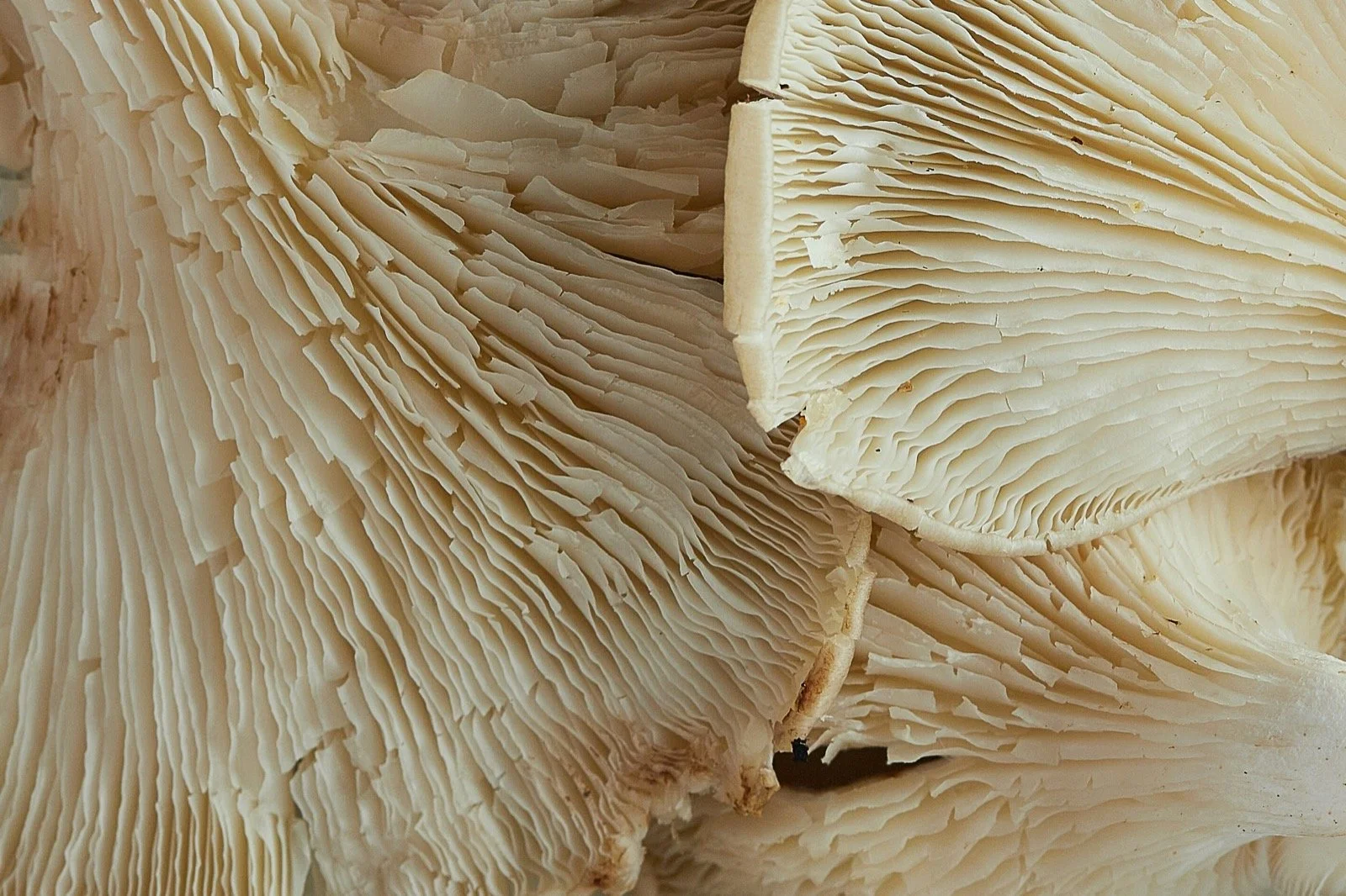 Close-up of several stacked, sliced mushrooms showing their gill structure.