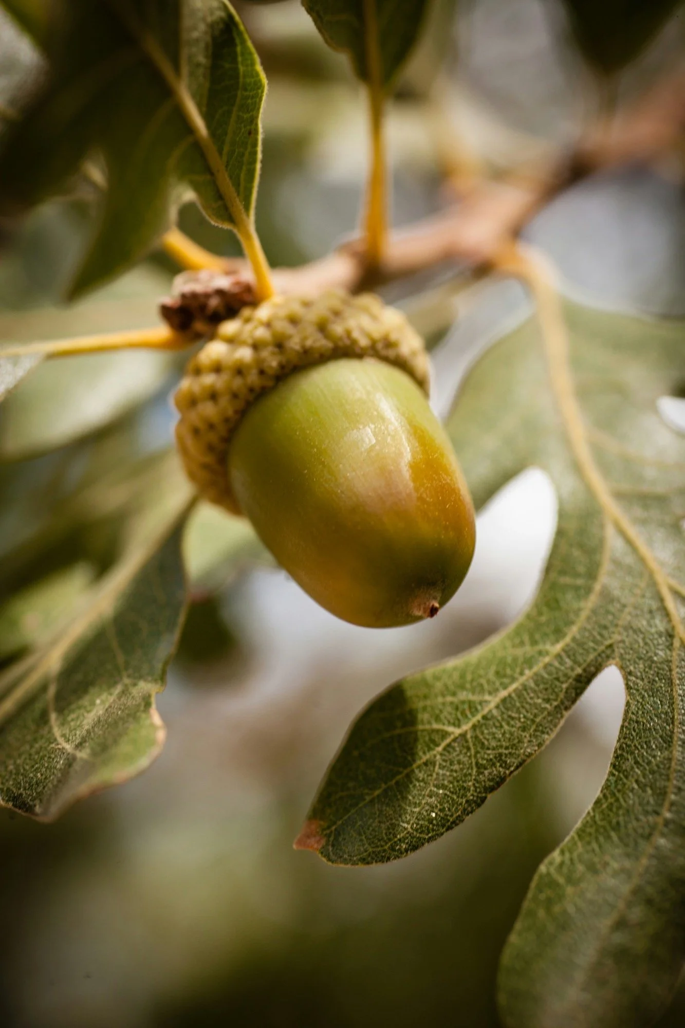 Close-up of a green acorn surrounded by oak leaves.