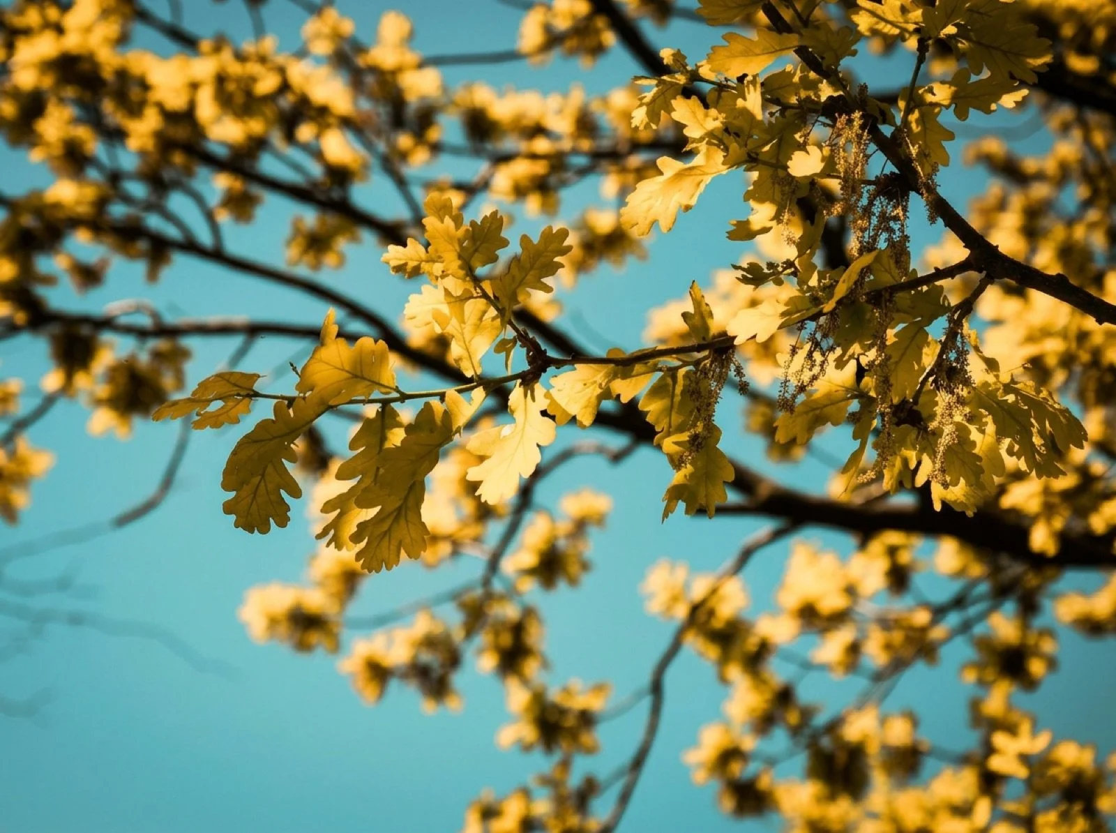 Yellow leaves on tree branches against a blue sky.