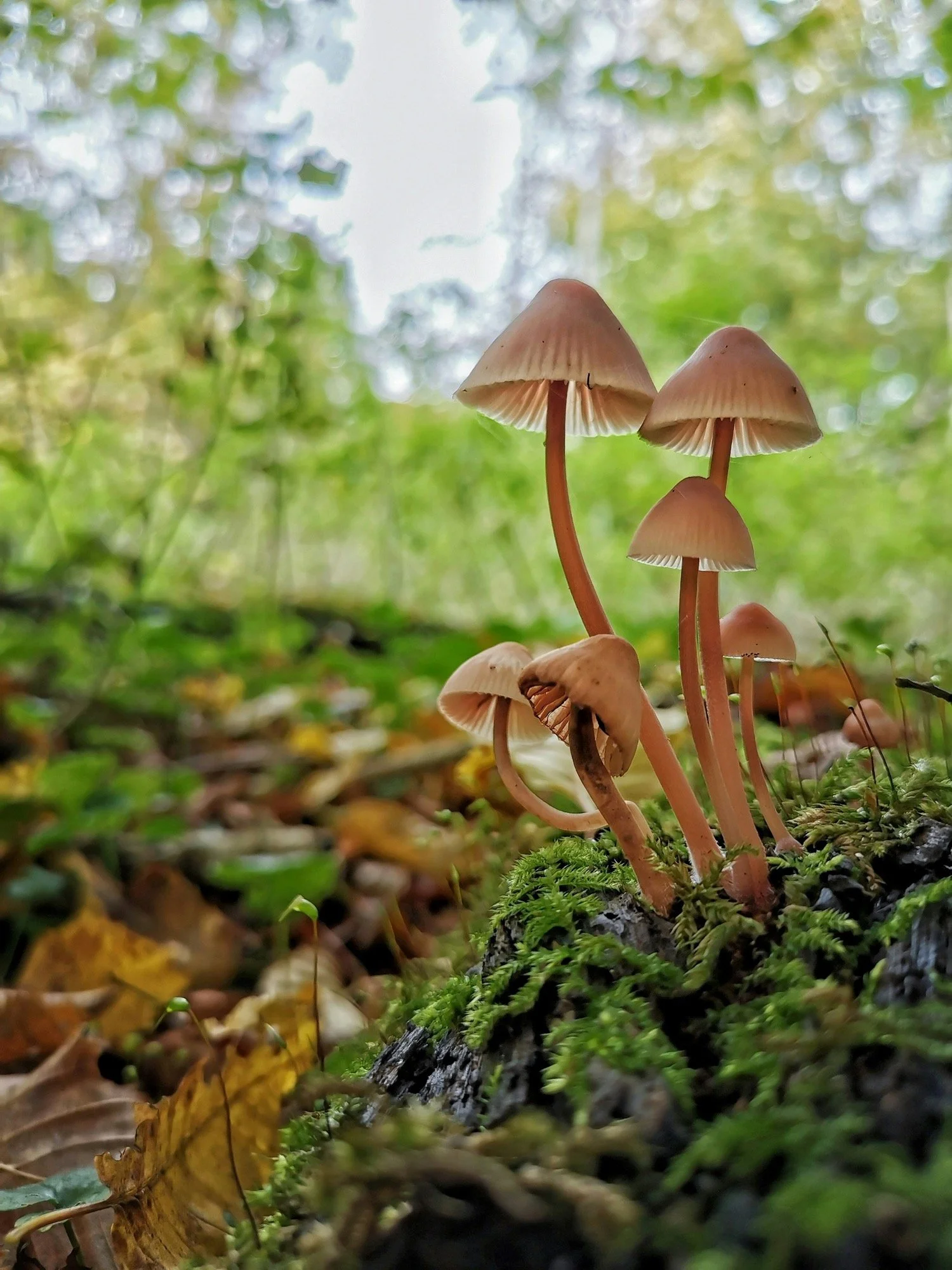 Cluster of small brown mushrooms growing on mossy ground in a forest.