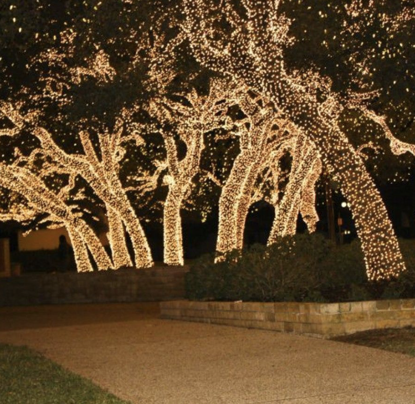 Trees decorated with string lights at night, creating a festive display.