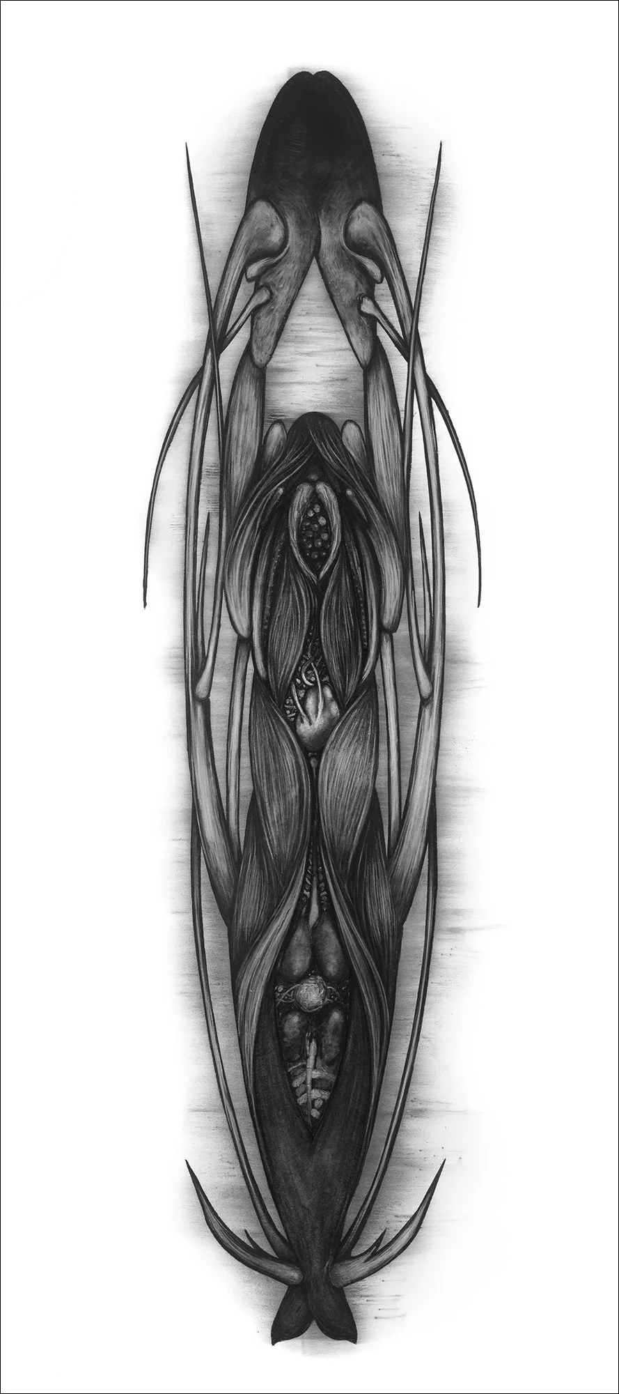 Genus 9, 2001, charcoal and pigment on paper, 72"h x 32"w
