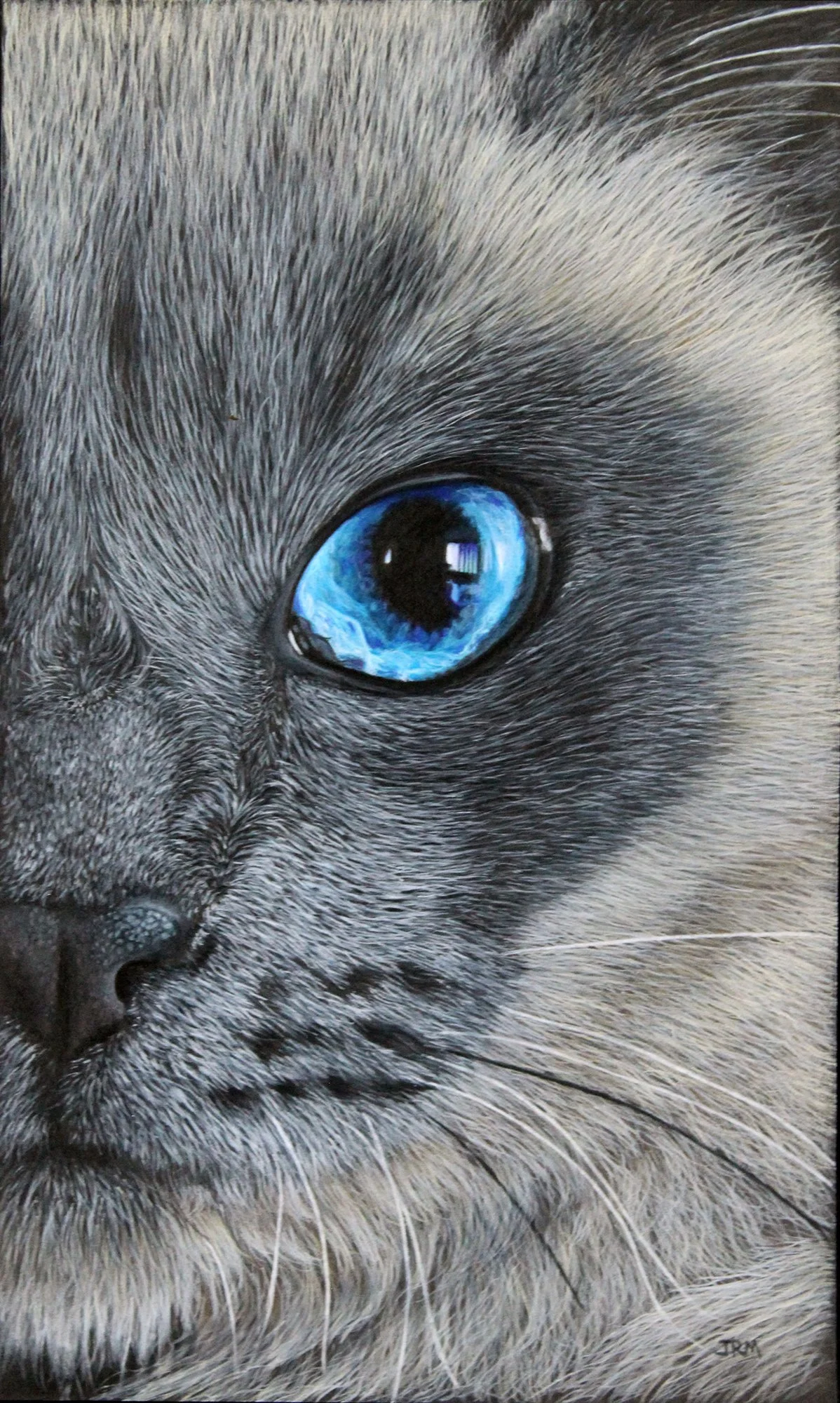Close-up of a gray tabby cat's face, showing its large blue eye and detailed fur.