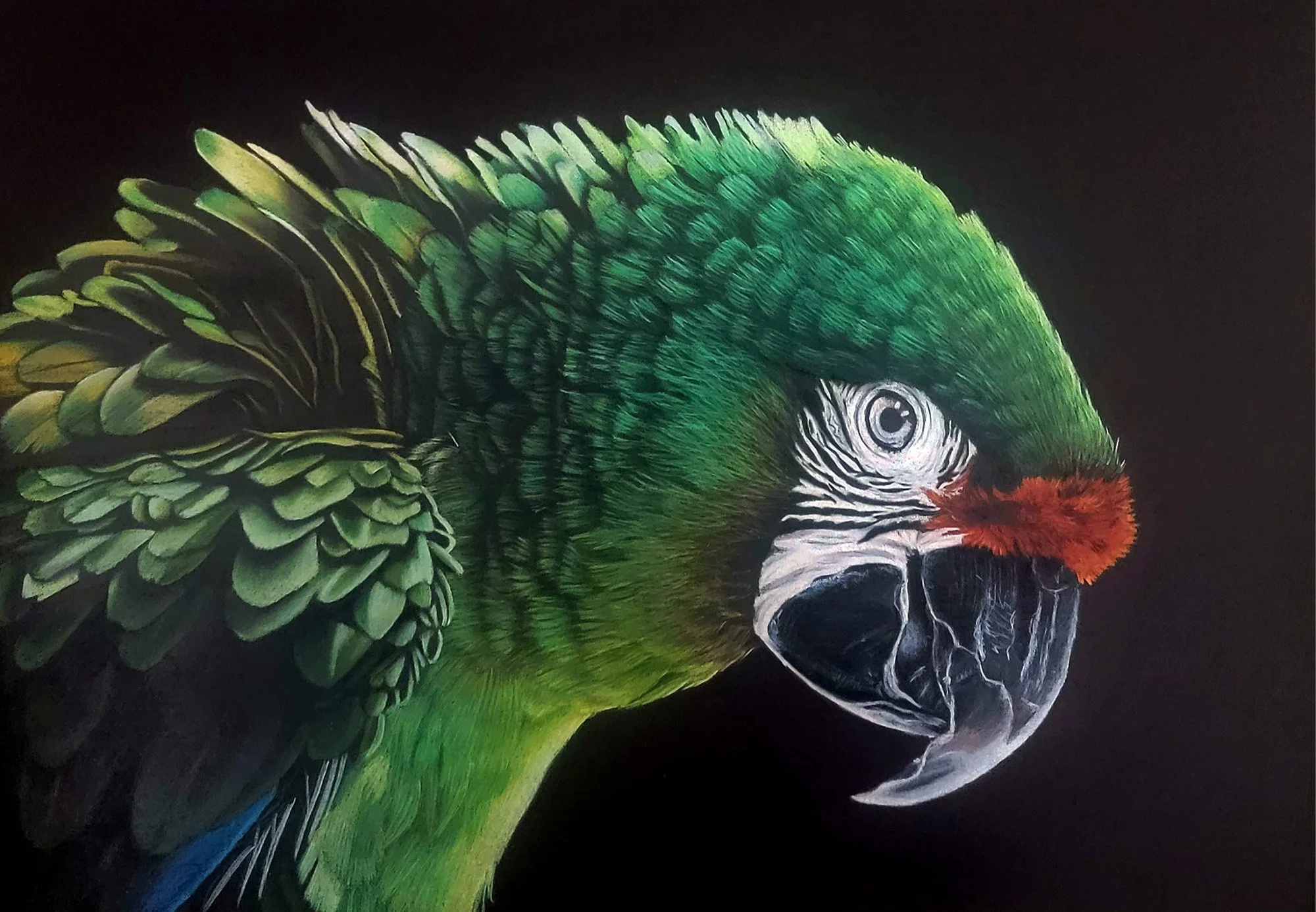 A detailed, realistic drawing of a green parrot with a red patch on its face, black beak, and intricate feather patterns against a black background.