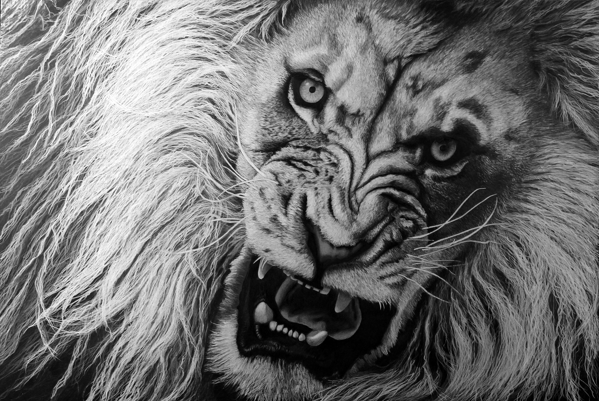 Black and white drawing of a fierce lion with a mane, showing sharp teeth and intense eyes.