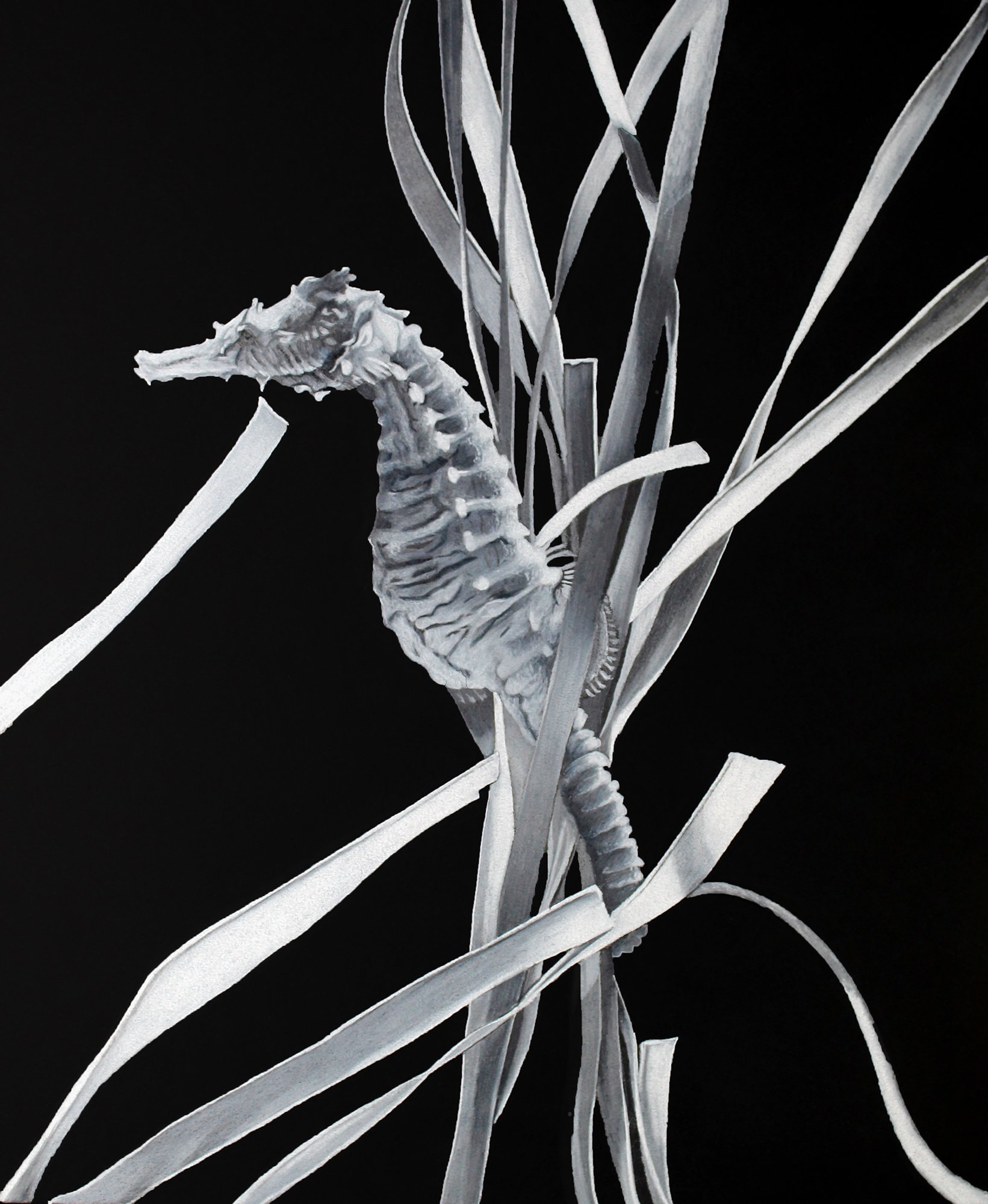 A black and white scientific illustration of a seahorse among long, slender leaves or plant stalks.