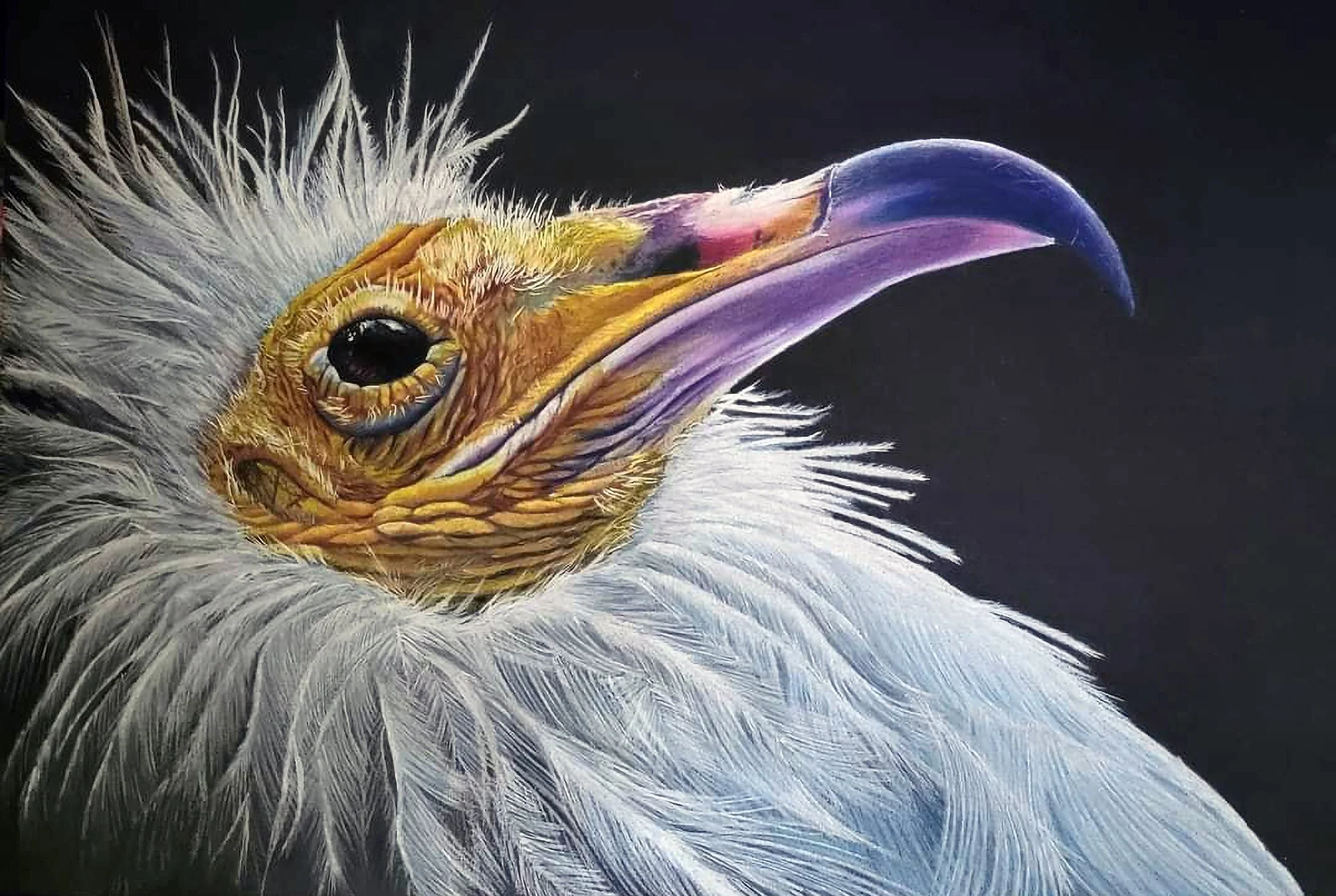Close-up of a bird's head with a sharp, curved purple beak, detailed feathers, and a dark eye against a black background.