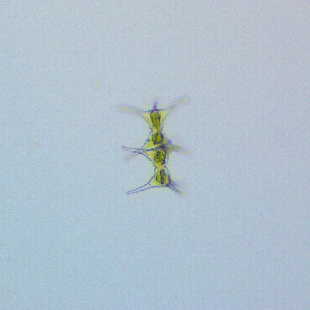 2-04 - LS Trawl 100x.jpg