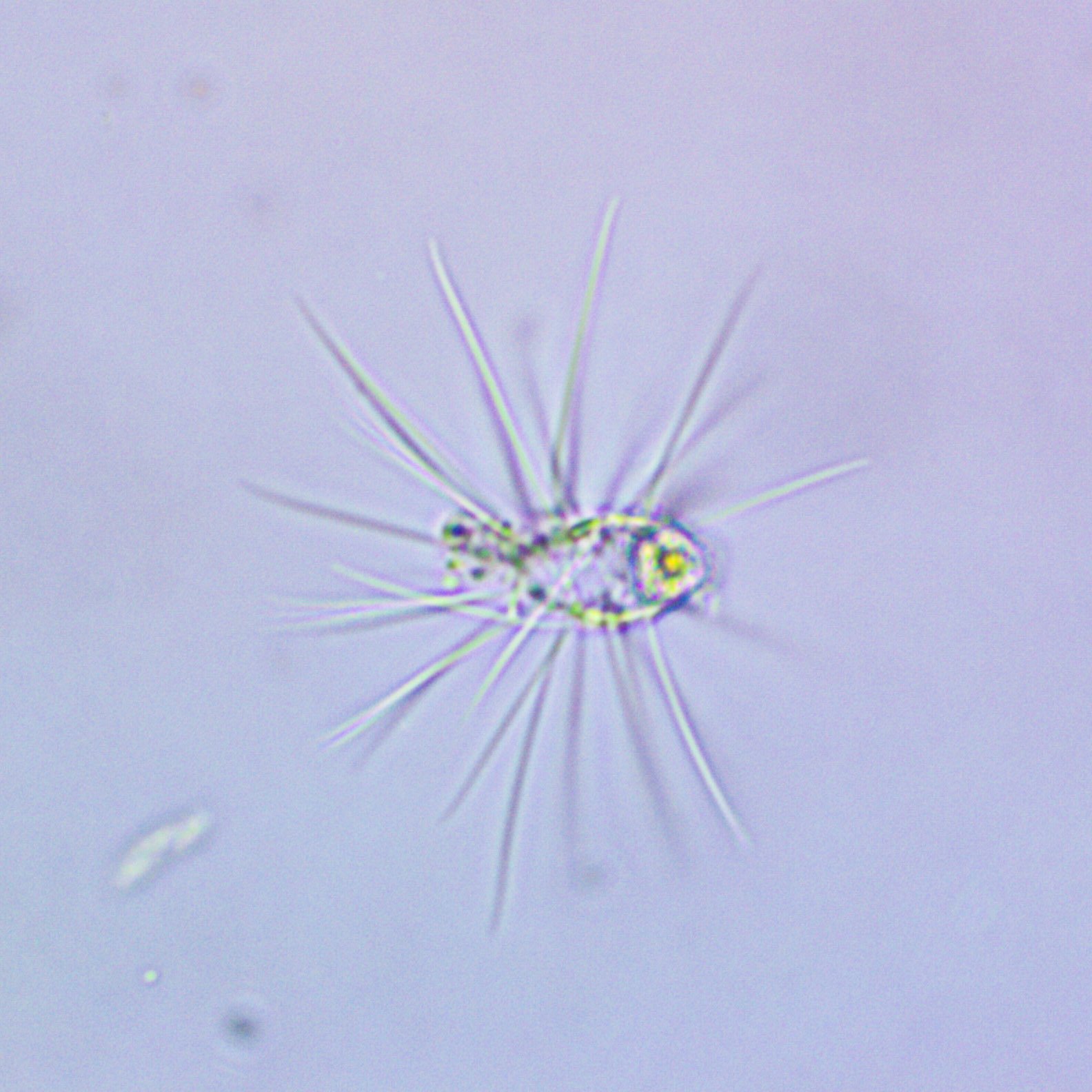 1-05 - LS Trawl 400x.jpg