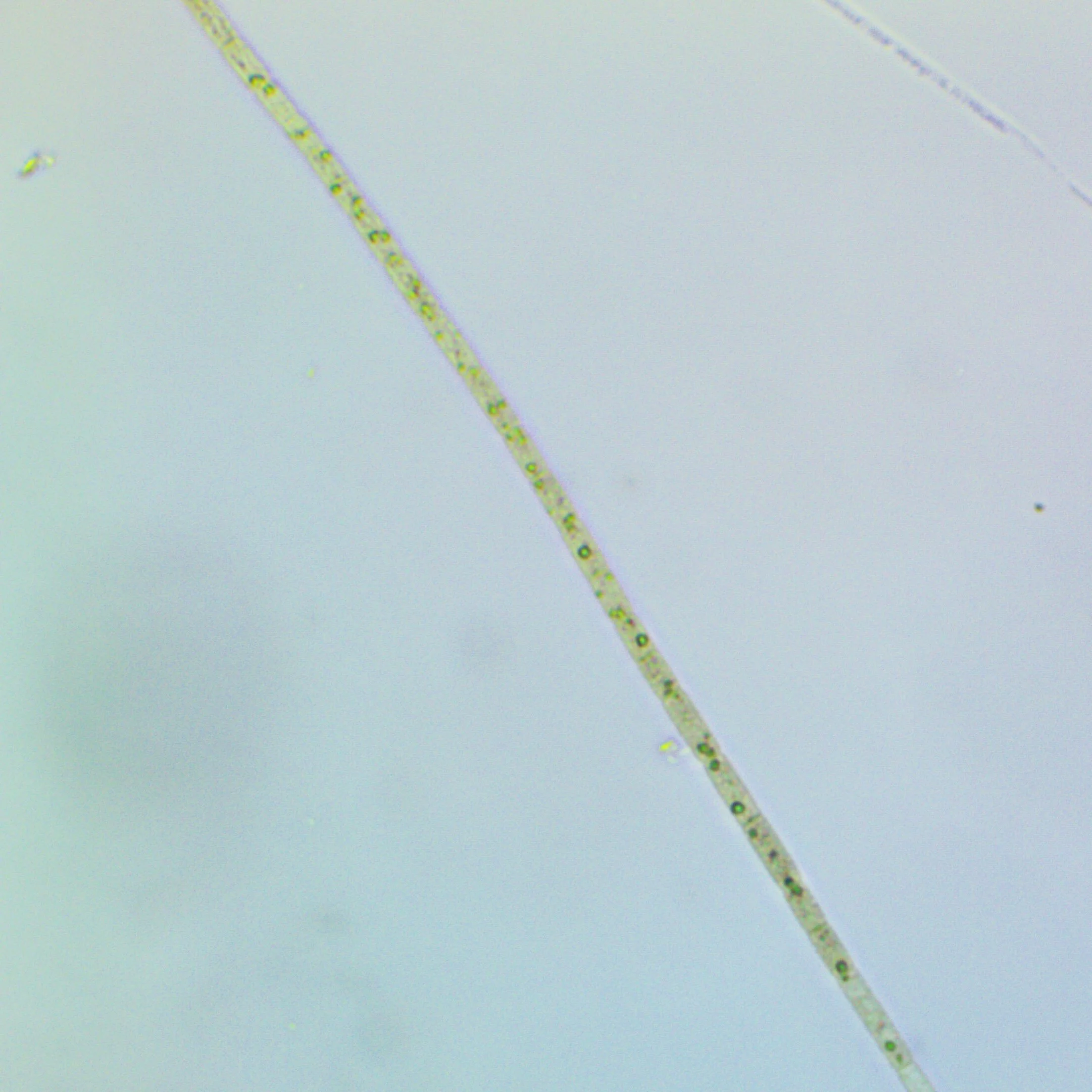 3-05 - LS Surface 400x.jpg
