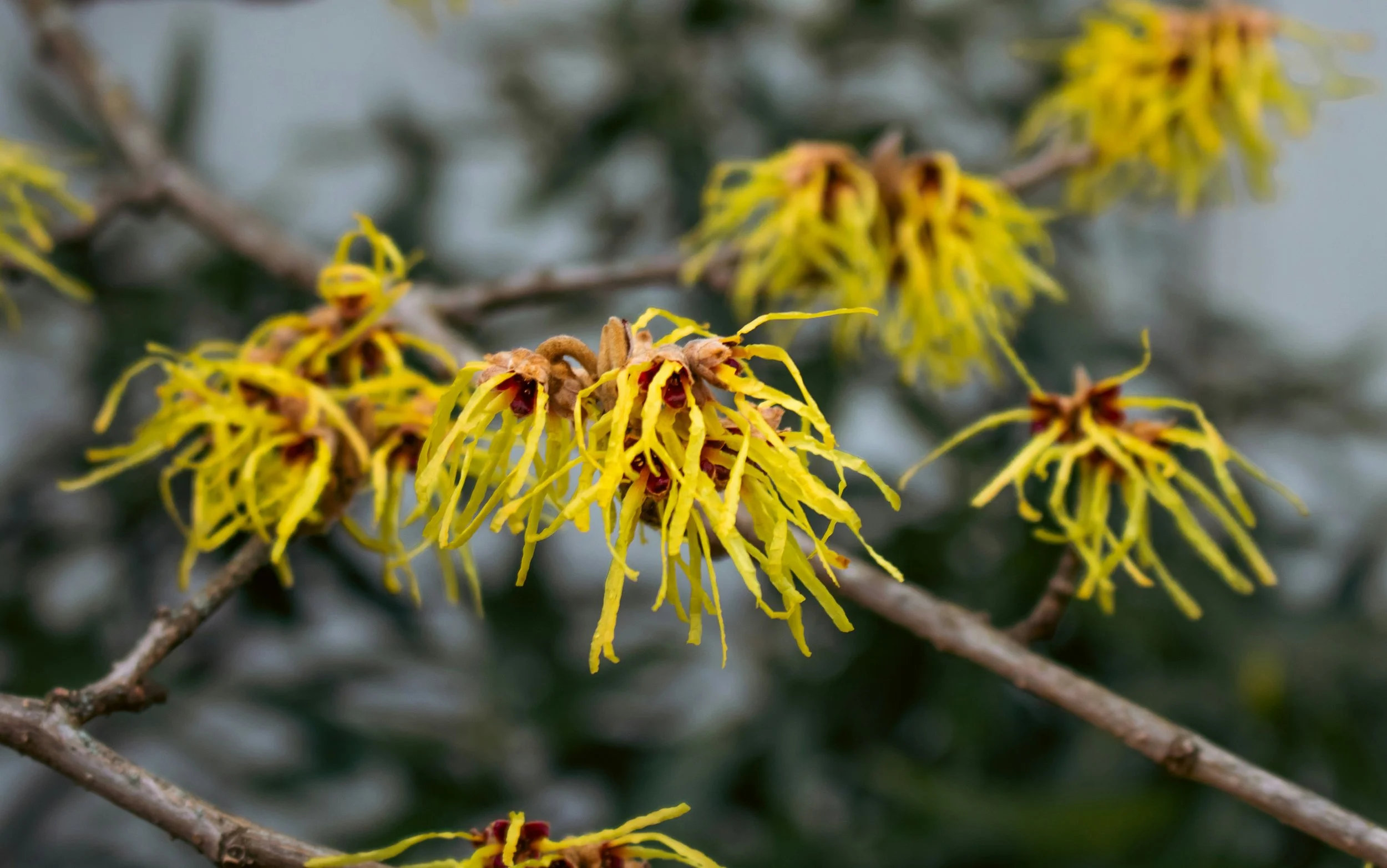 Witchhazel Blossoms.jpg