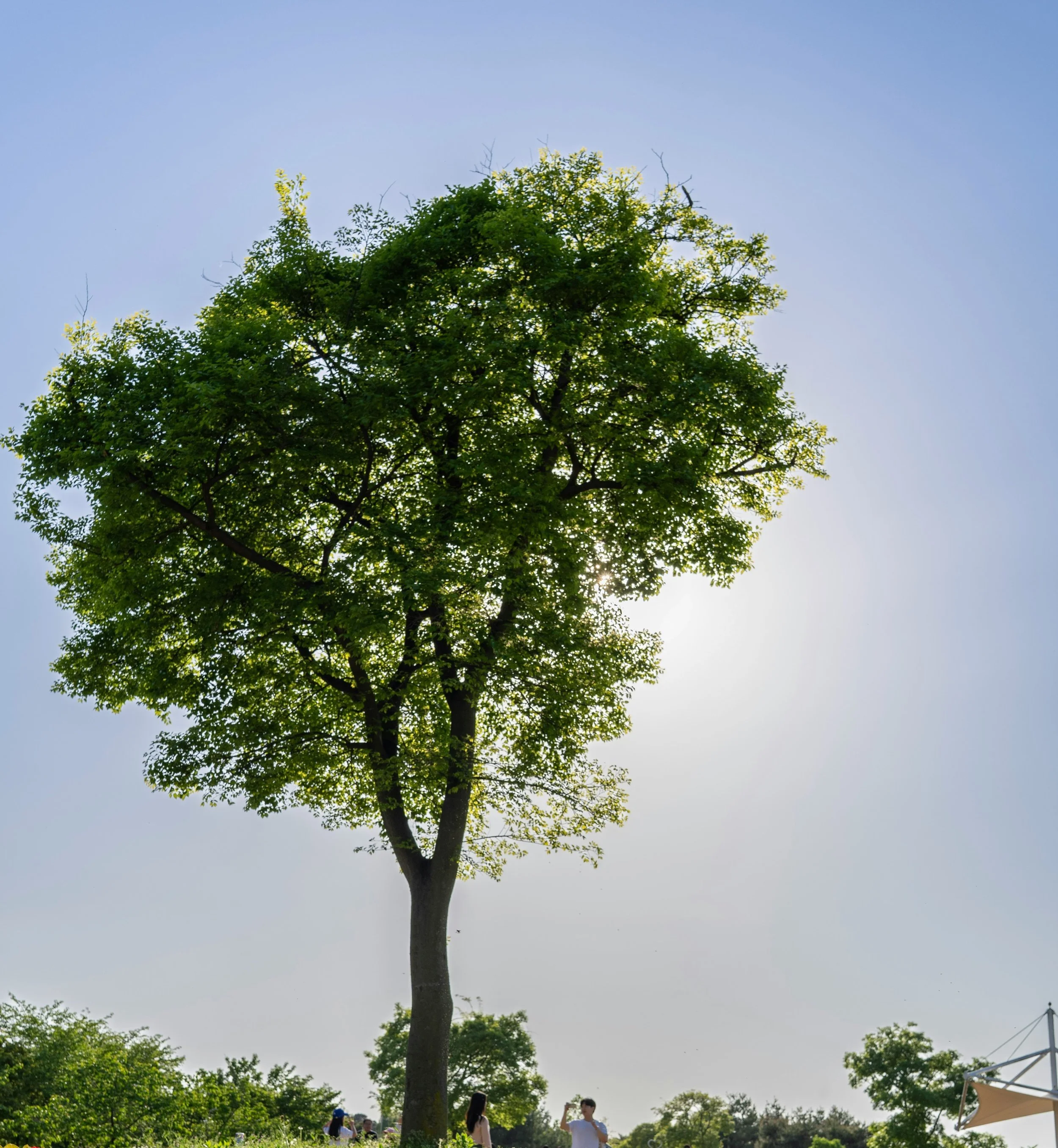 Tulip Tree.jpg