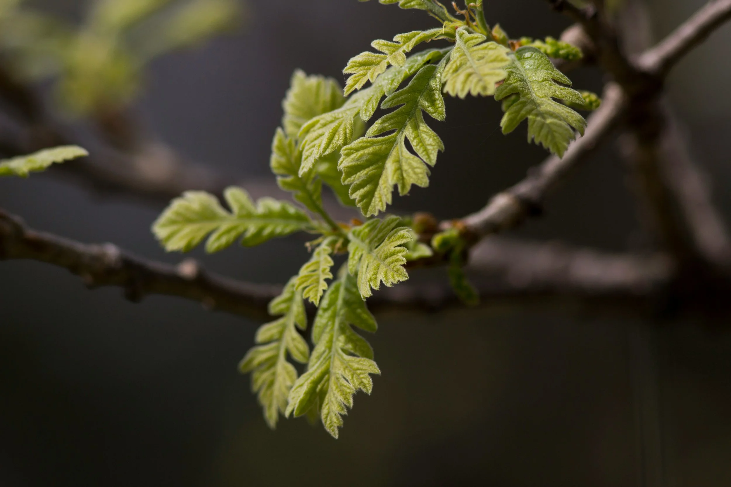 Burr Oak - Leaves.jpg