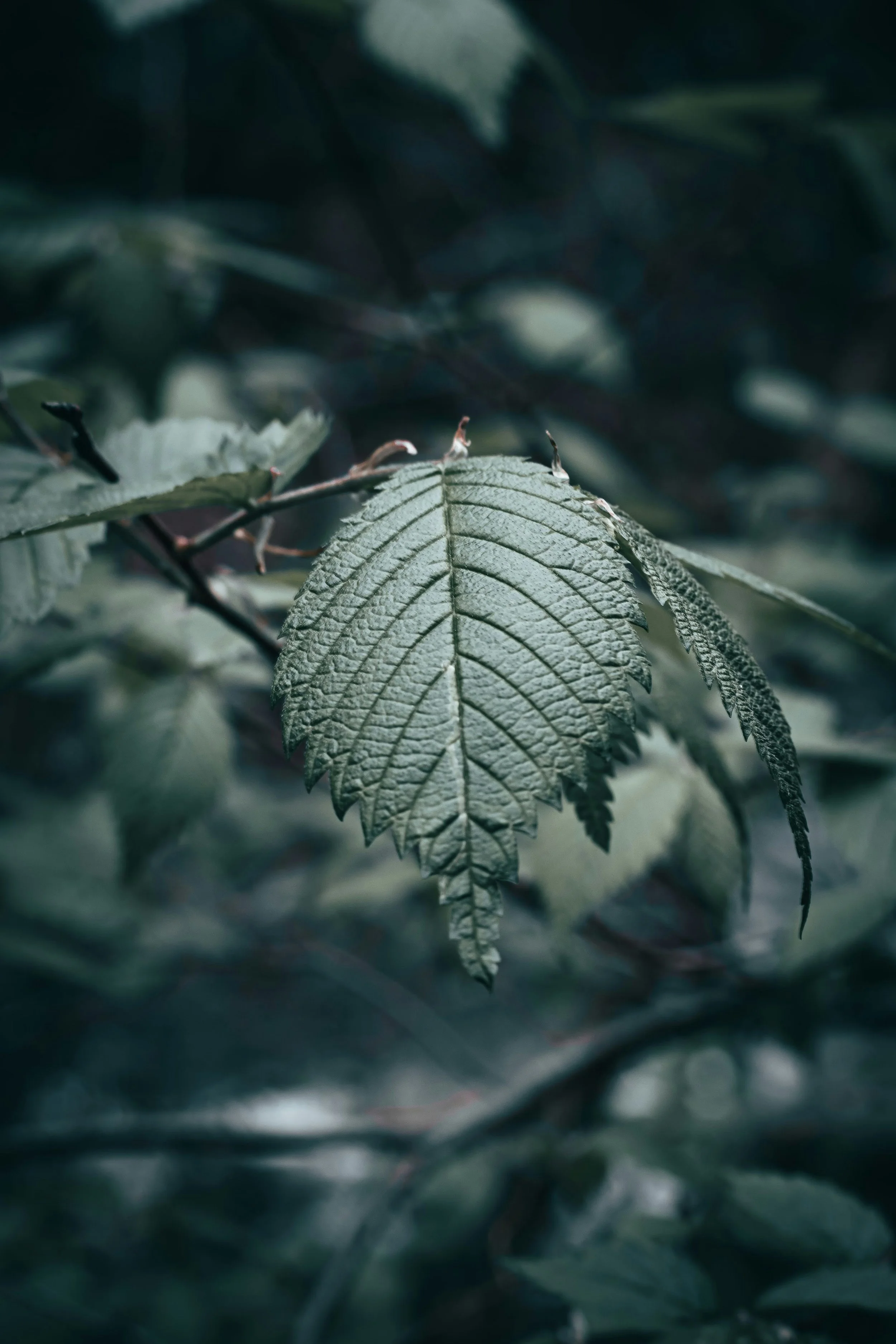 Elm Tree Leaf.jpg