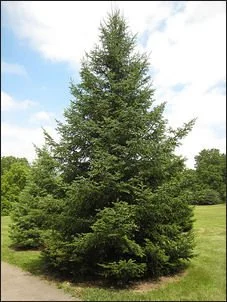 Canaan Fir