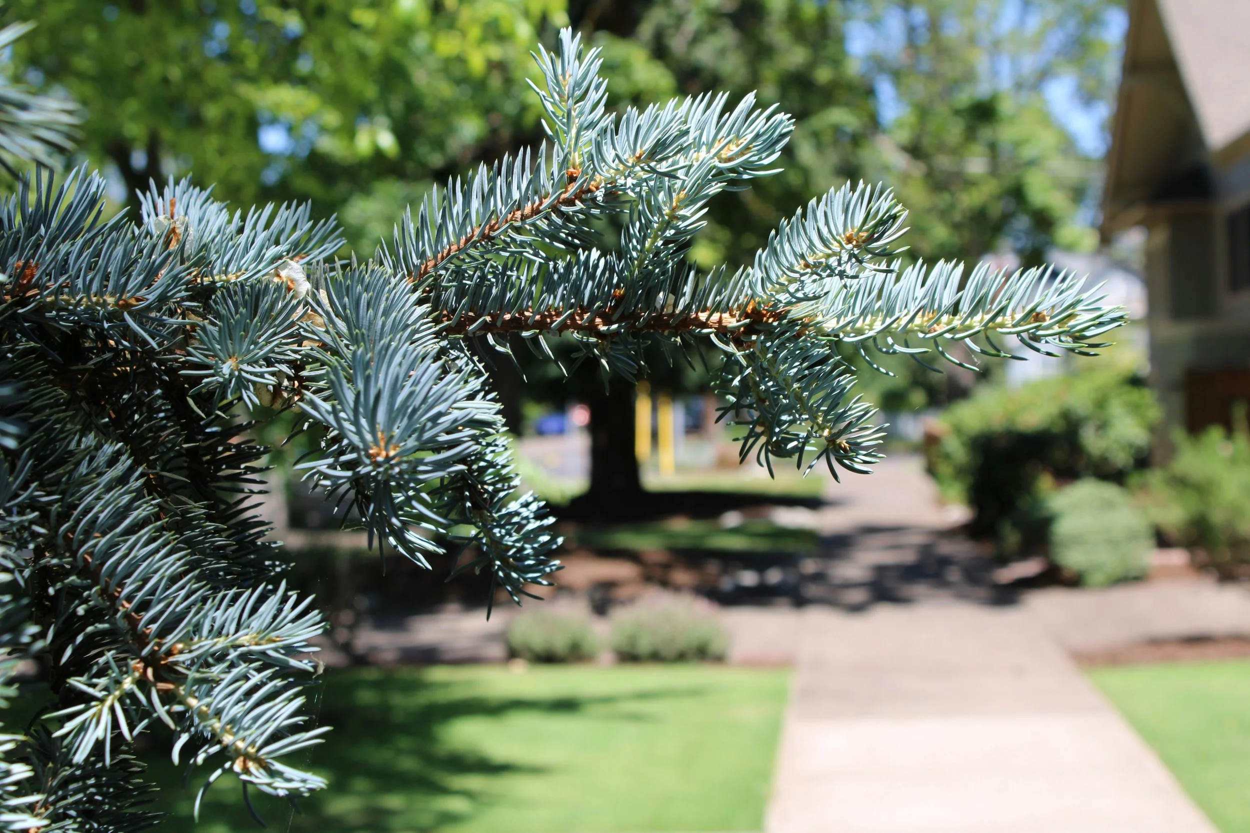 Blue Spruce Leaves.jpg