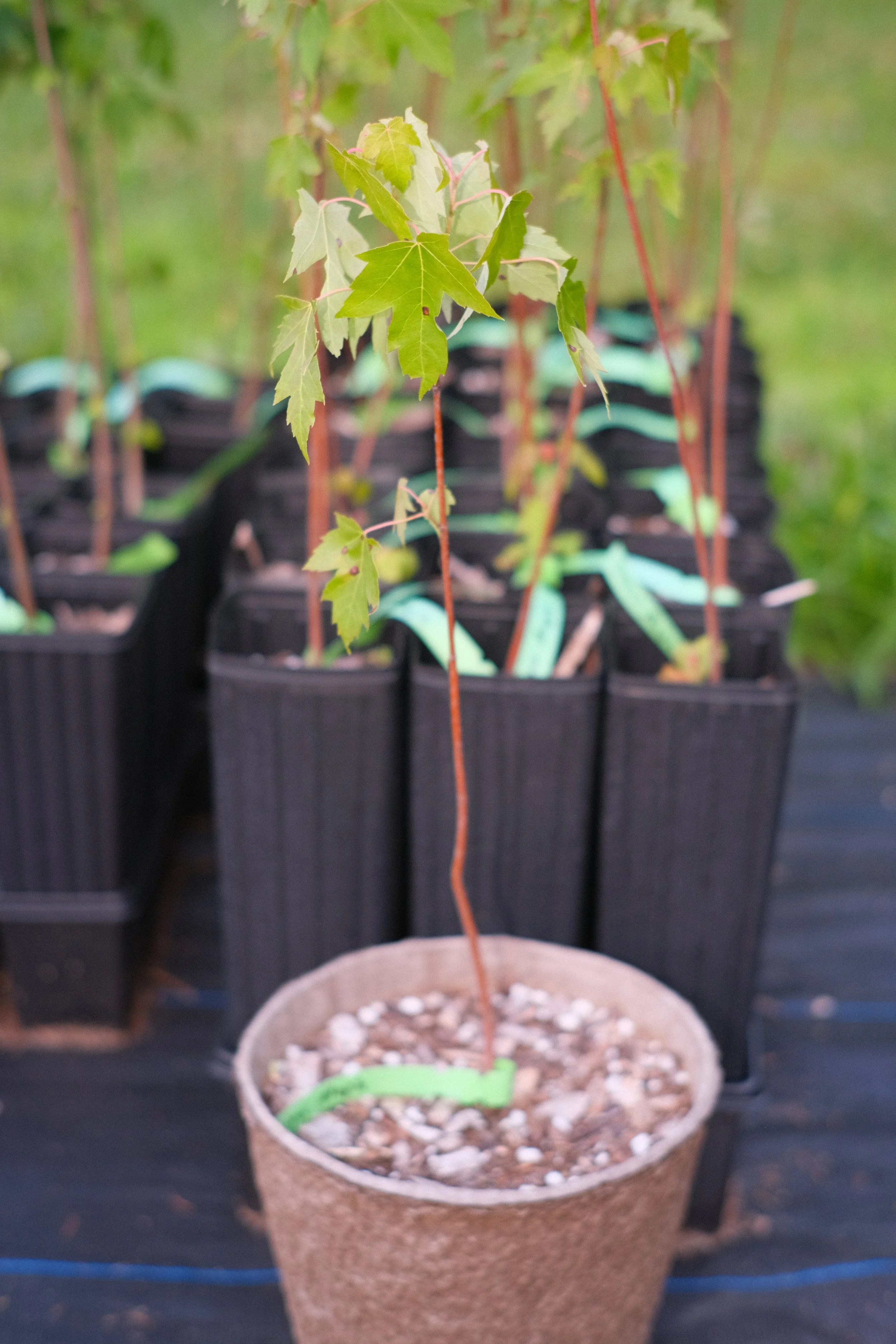 Silver Maple