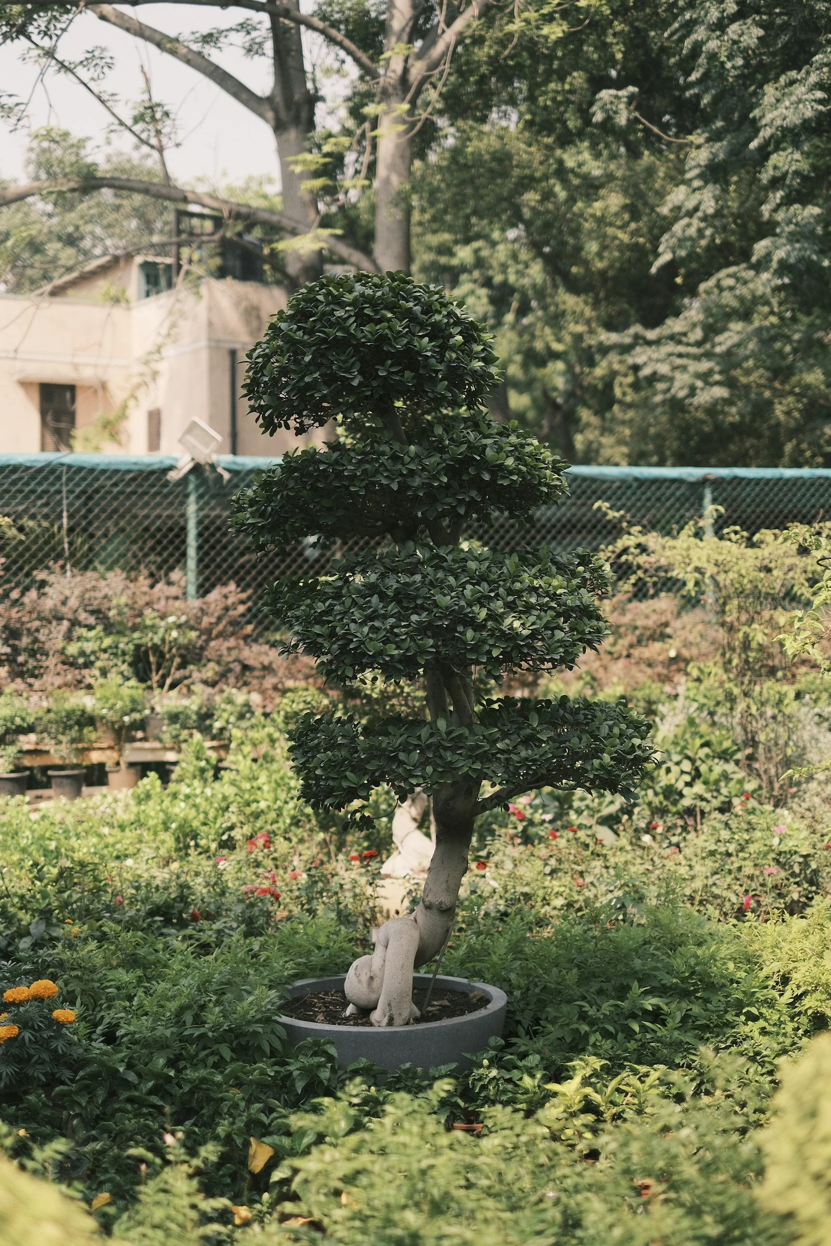Tree in Garden