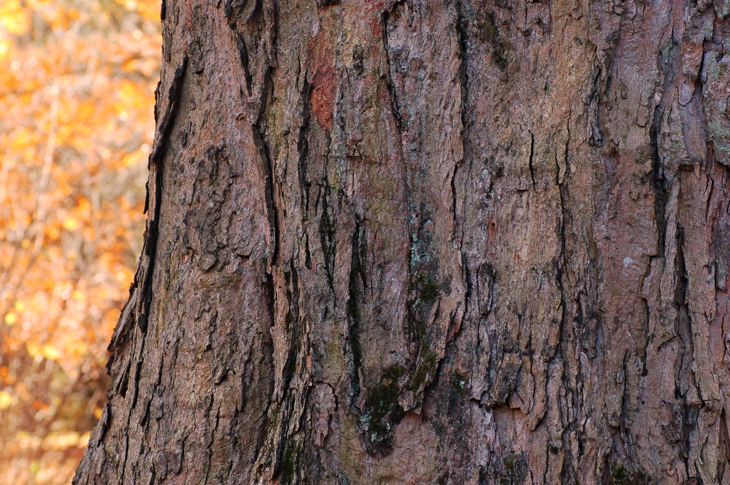 Sugar_Maple_Acer_saccharum_Bark_Horizontal_3008px.jpg